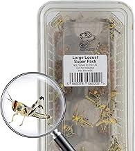 Large Locust Live Food (2-3.5cm) - Mega Super Tub 25 - Perfect for Reptiles - Sustainably bred