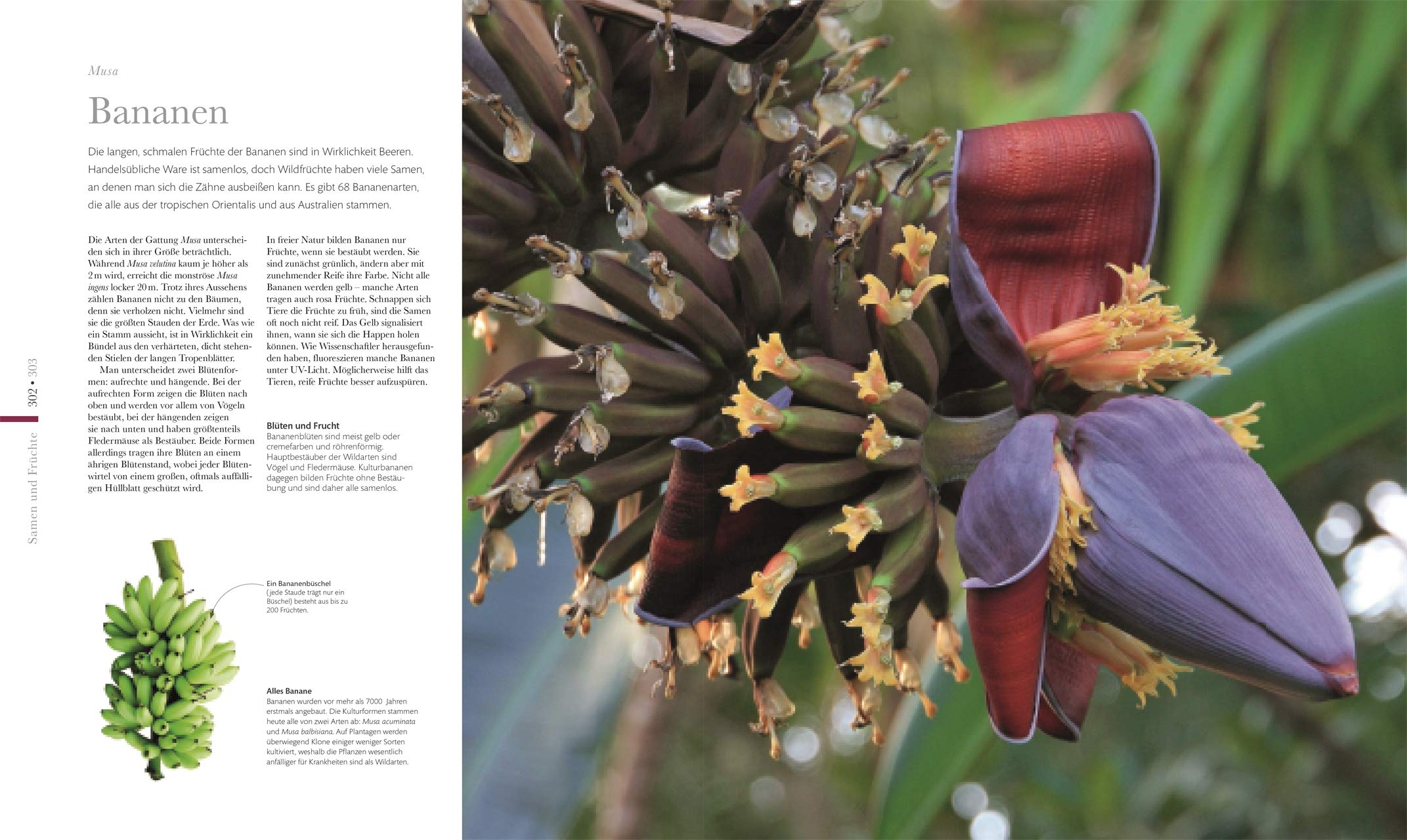 Flora – Wunderwelt der Pflanzen: Über 1500 brillante Fotos illustrieren die Schönheit von Blumen, Bäumen & Co. (DK Wunderwelten)