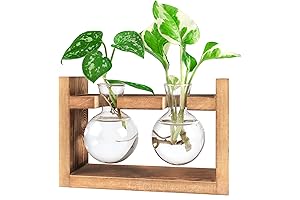 Ivolador Glass Propagation Jars: Enhance Your Plant Collection with Style and Sophistication