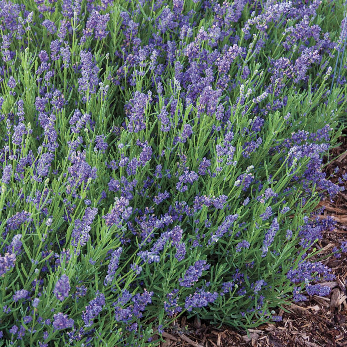 GARDENS ALIVE - Sweet Hardy Lavender Dormant Bare Root Flowering Perennial Starter Plant Roots, 3 Plants per Offer