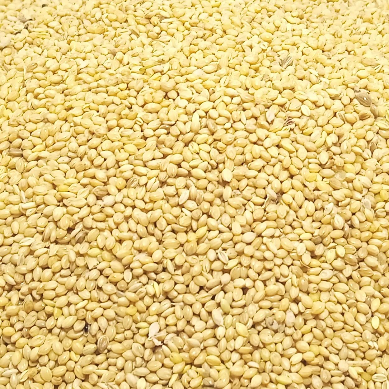 Healthy Harvest Kangni Foxtail Millet 500 gm (B0B15C6BV3) Amazon Price History, Amazon Price Tracker