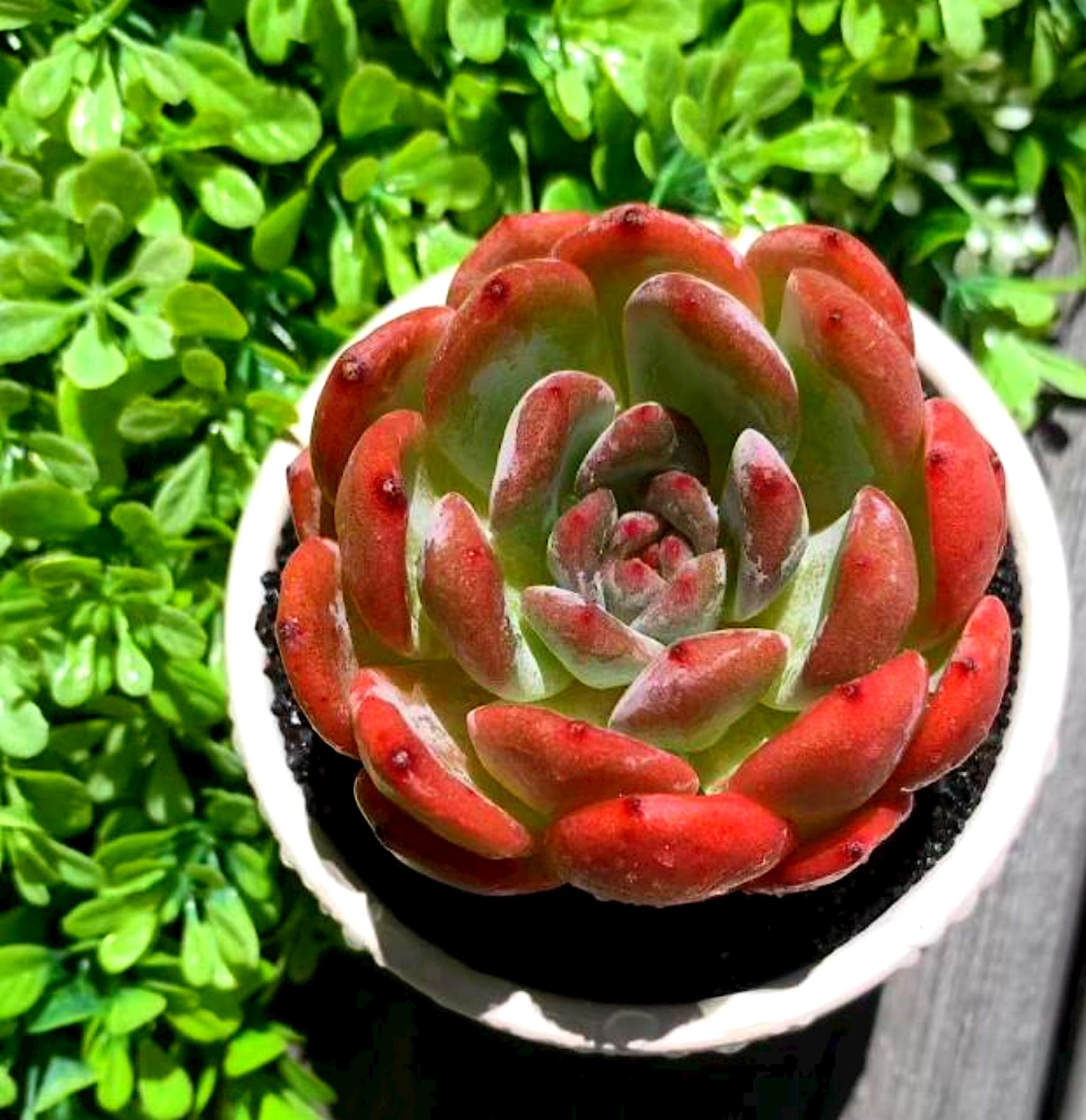 Amazon.com : Echeveria Star Mark Rare Live Succulent Plants, 1 Head Pot  Size 2.7" Pink Live Plant, Excludes Pot & Soil, Garden Indoor Office Desk,  Wedding Party Baby Shower Decor, Gift for