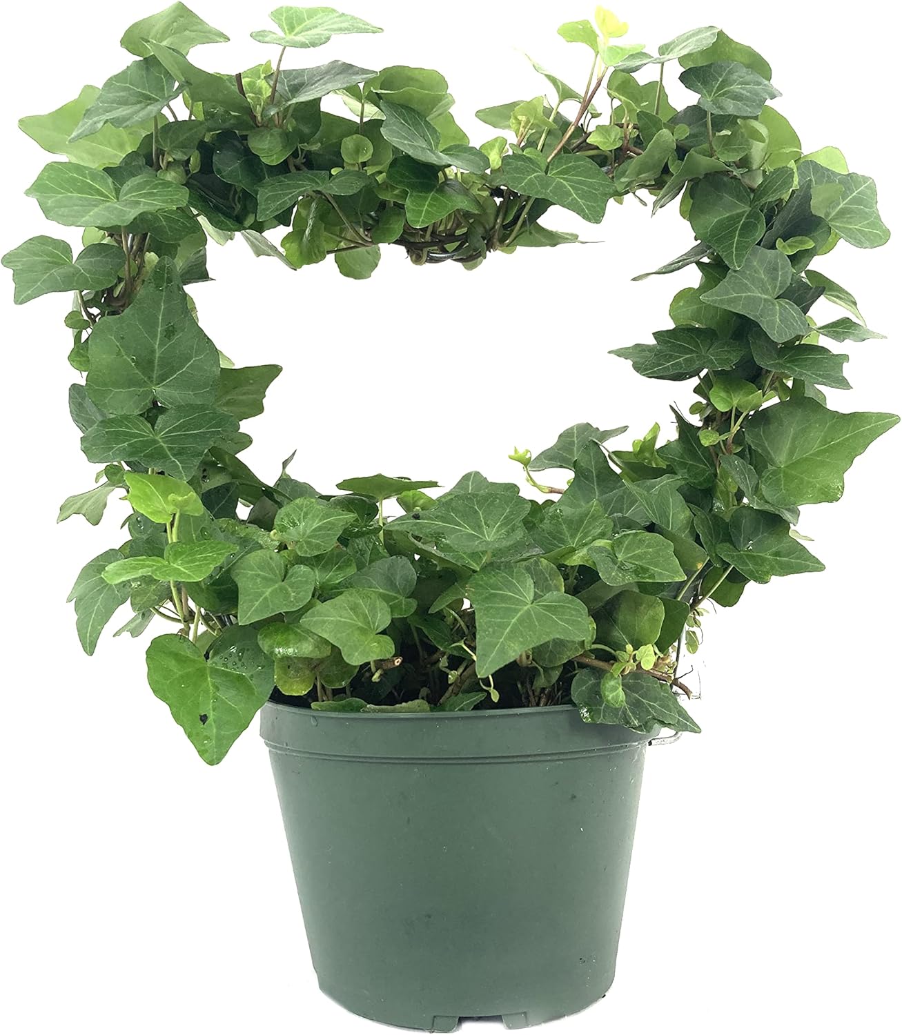 English Ivy Heart - Live Plant in a 6 Inch Pot - Hedera Helix - Florist Quality Beautiful Easy Care Indoor Air Purifying Topiary Houseplant Vine
