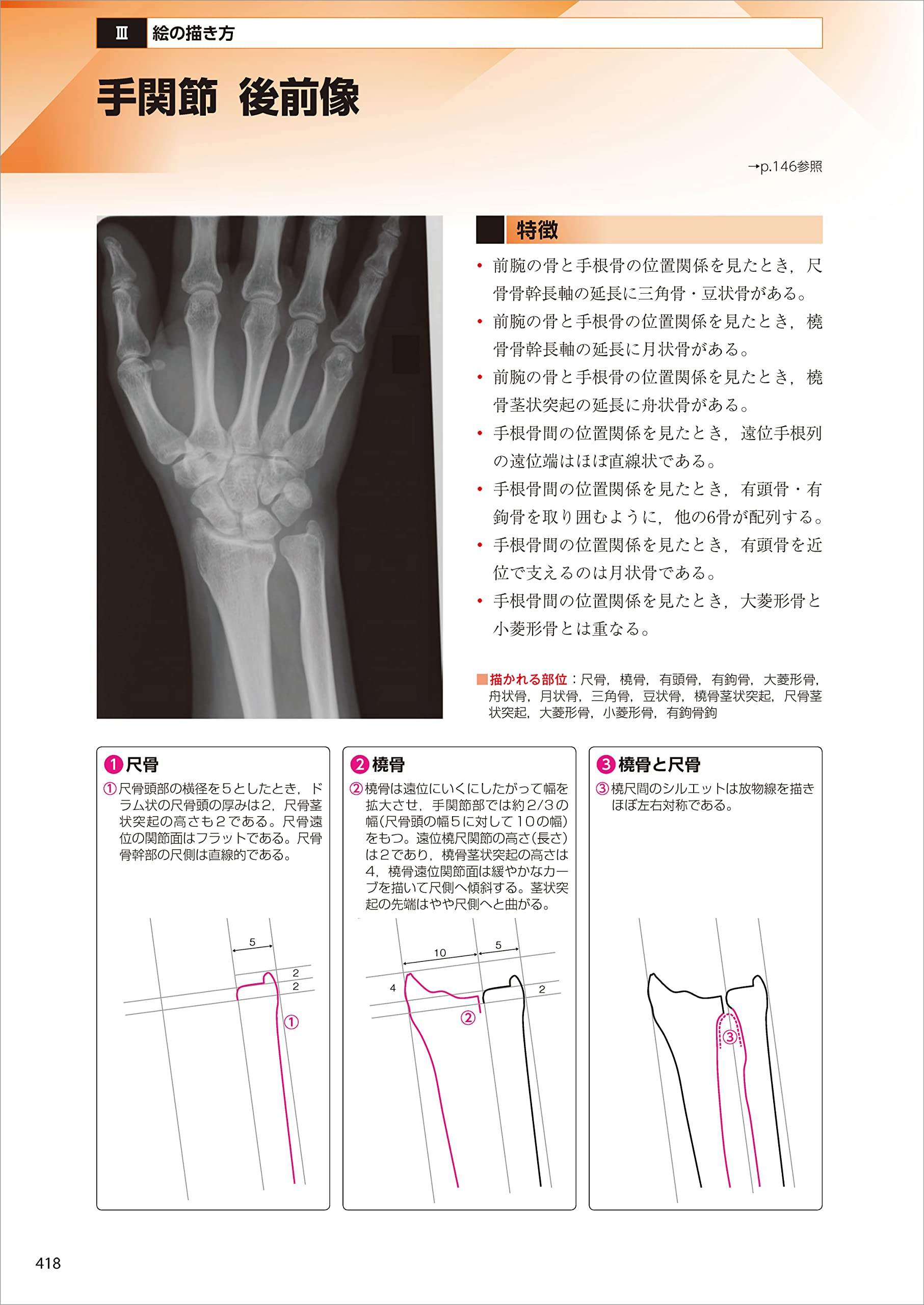 運動療法に役立つ単純x線像の読み方 Vh7fv7yf0f Www 4dgelateria Com Br