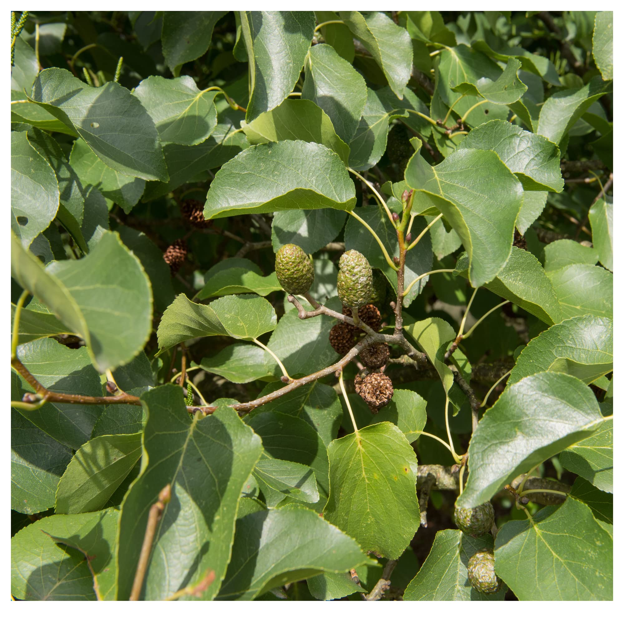 10 Common Alder Hedging, Alnus Glutinosa 60-90cm Trees, Great for Wildlife & Shade 3fatpigs®