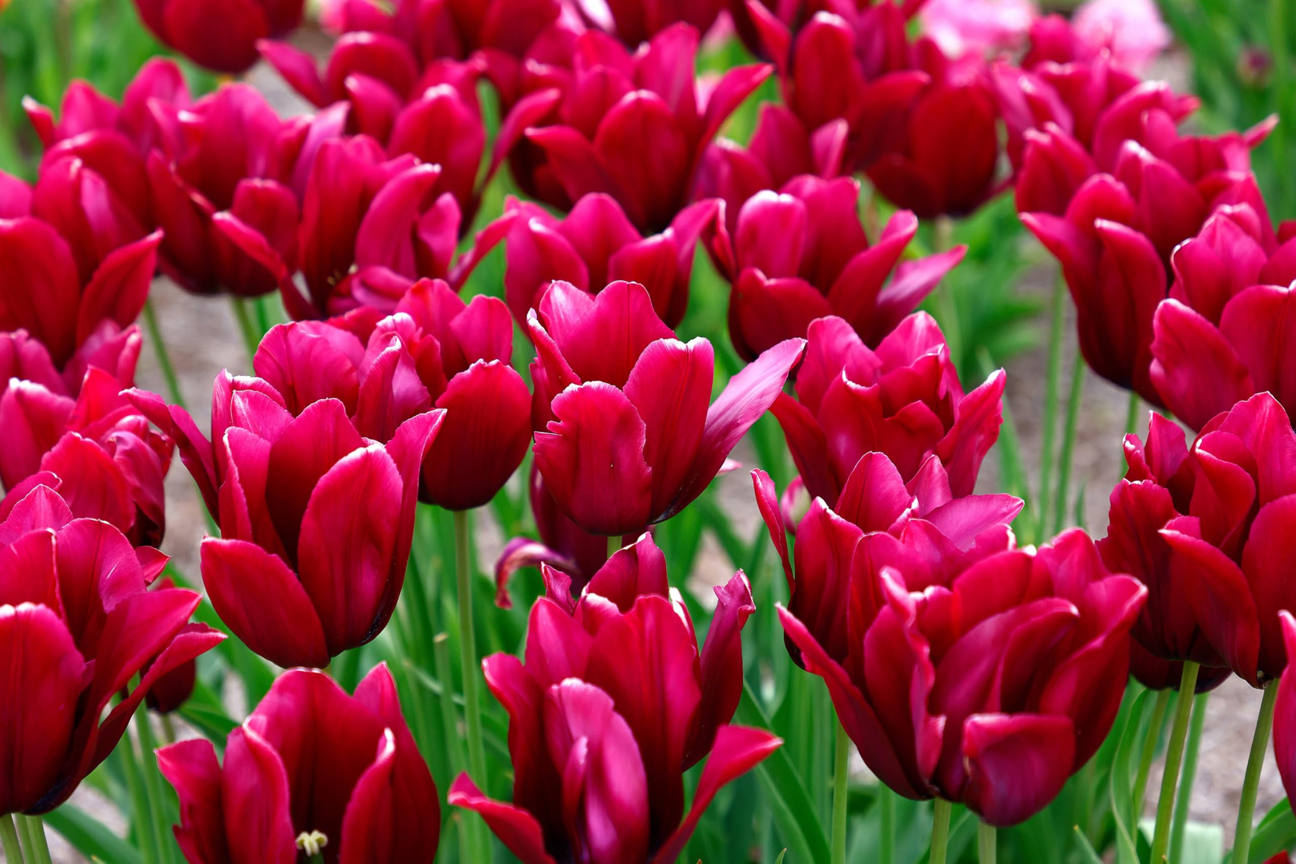 Lincolnshire Pond Plants Ltd - Allium Eros Plant Bulb x5 — view 32