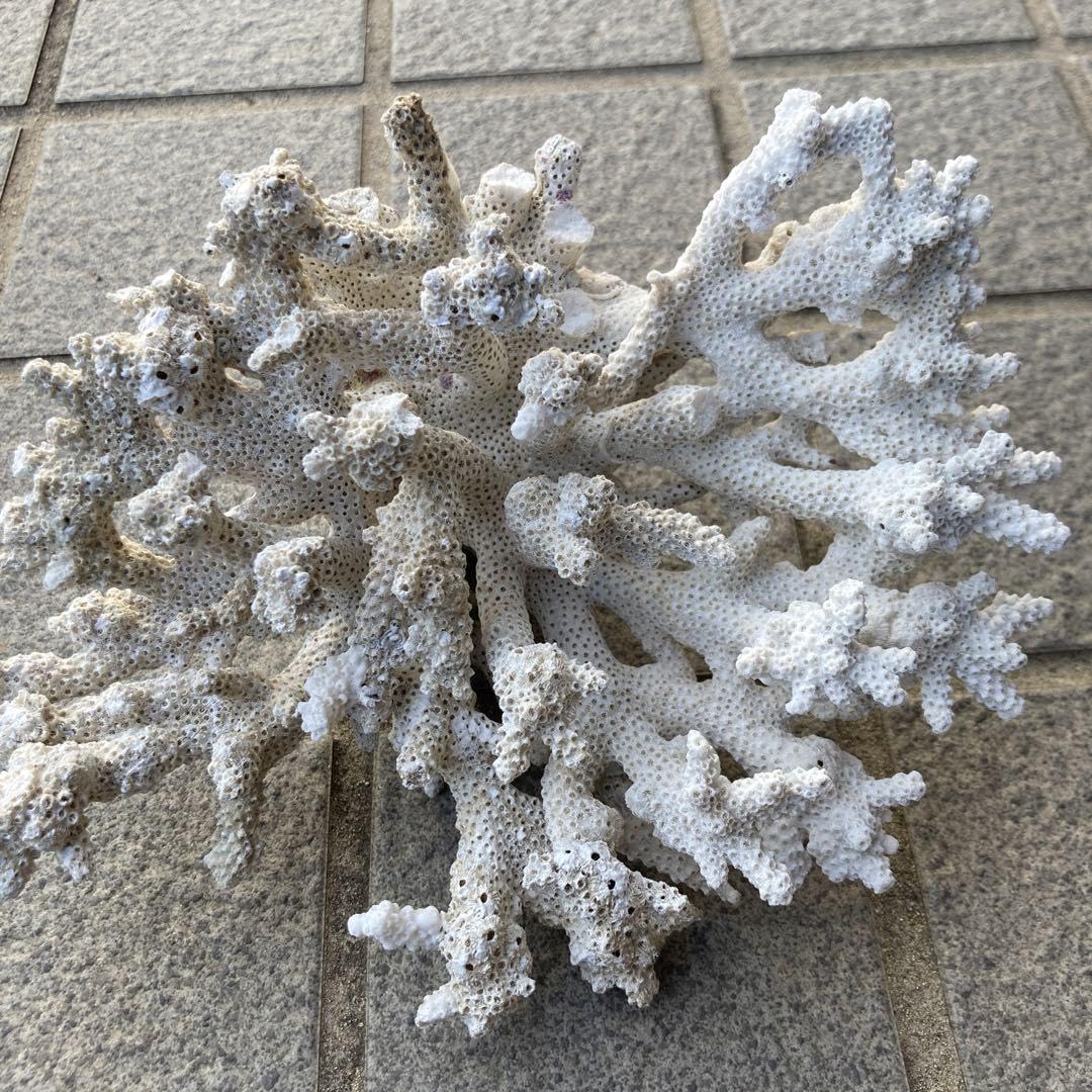 Amazon.co.jp: テーブルサンゴ︎白珊瑚︎天然珊瑚︎珊瑚礁︎デスロック