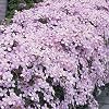 Clematis Montana Rubens Deciduous Scented Pink Flowering Climber Shrub
