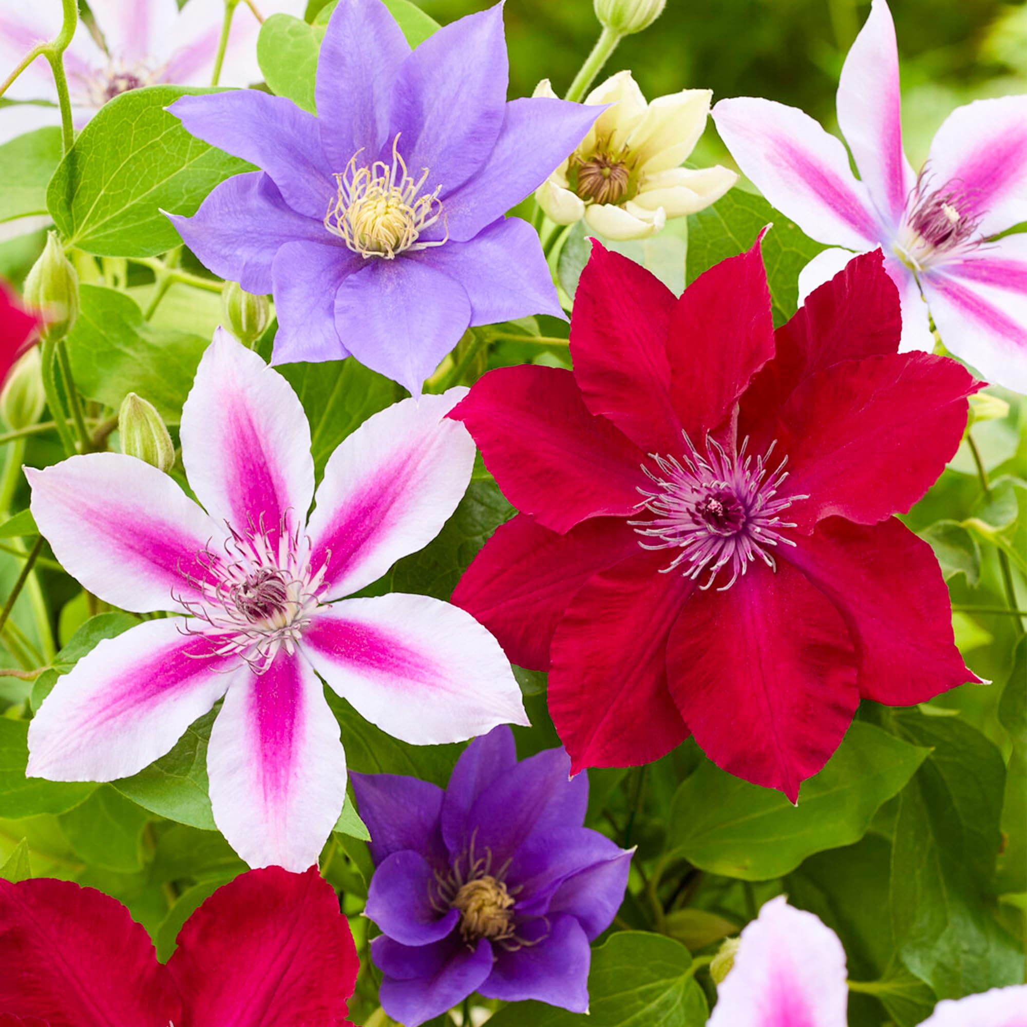 GardenersDream 4x Kletterpflanzen Winterhart Mix - Clematis Winterhart  Mehrjhrig Pflanzen im 9cm Topf - Balkon Pflanzen Kollektion - 20-30cm Hhe  : Amazon.de: Garten