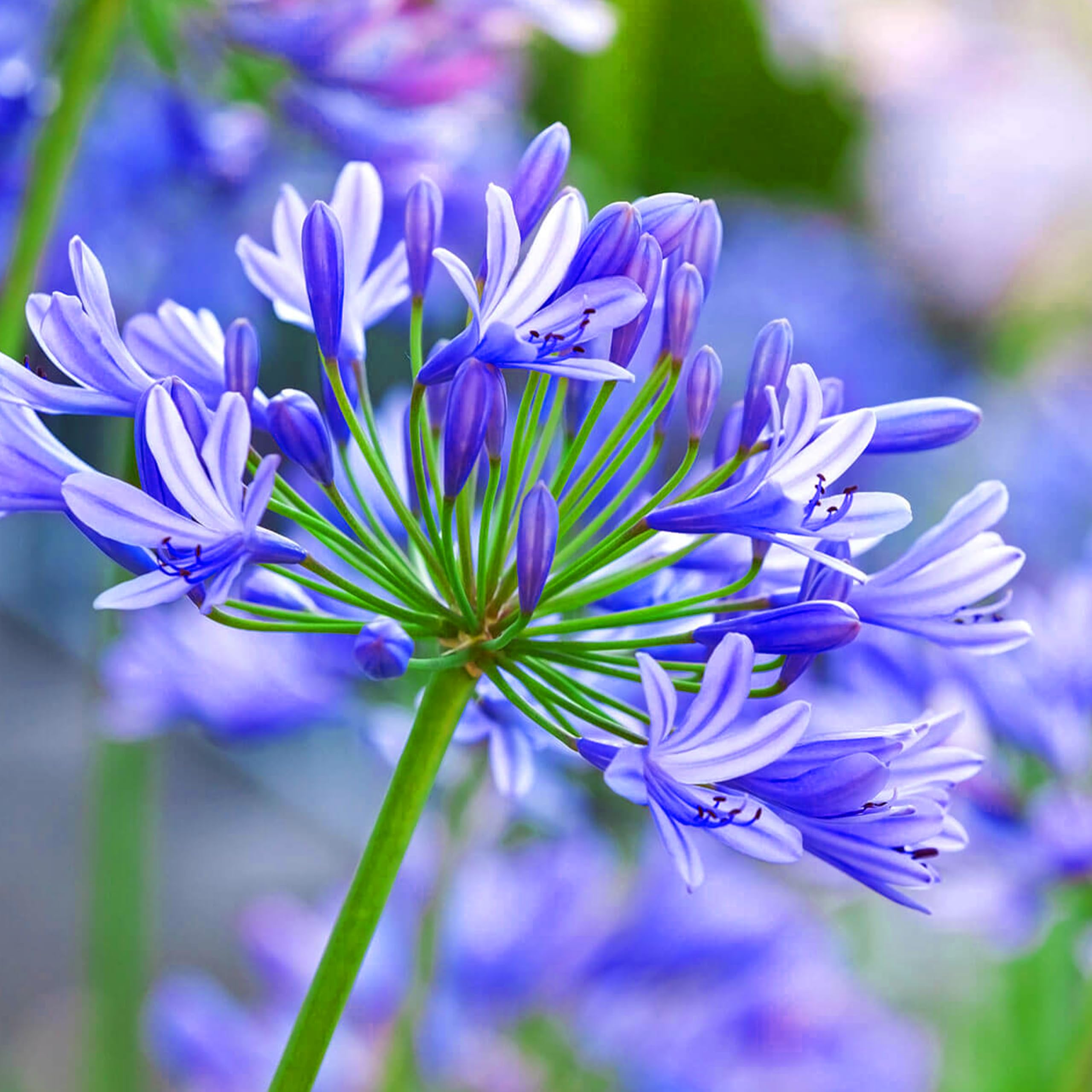 Amazon.com : KVITER 25 Lily of The Nile Seeds (Agapanthus