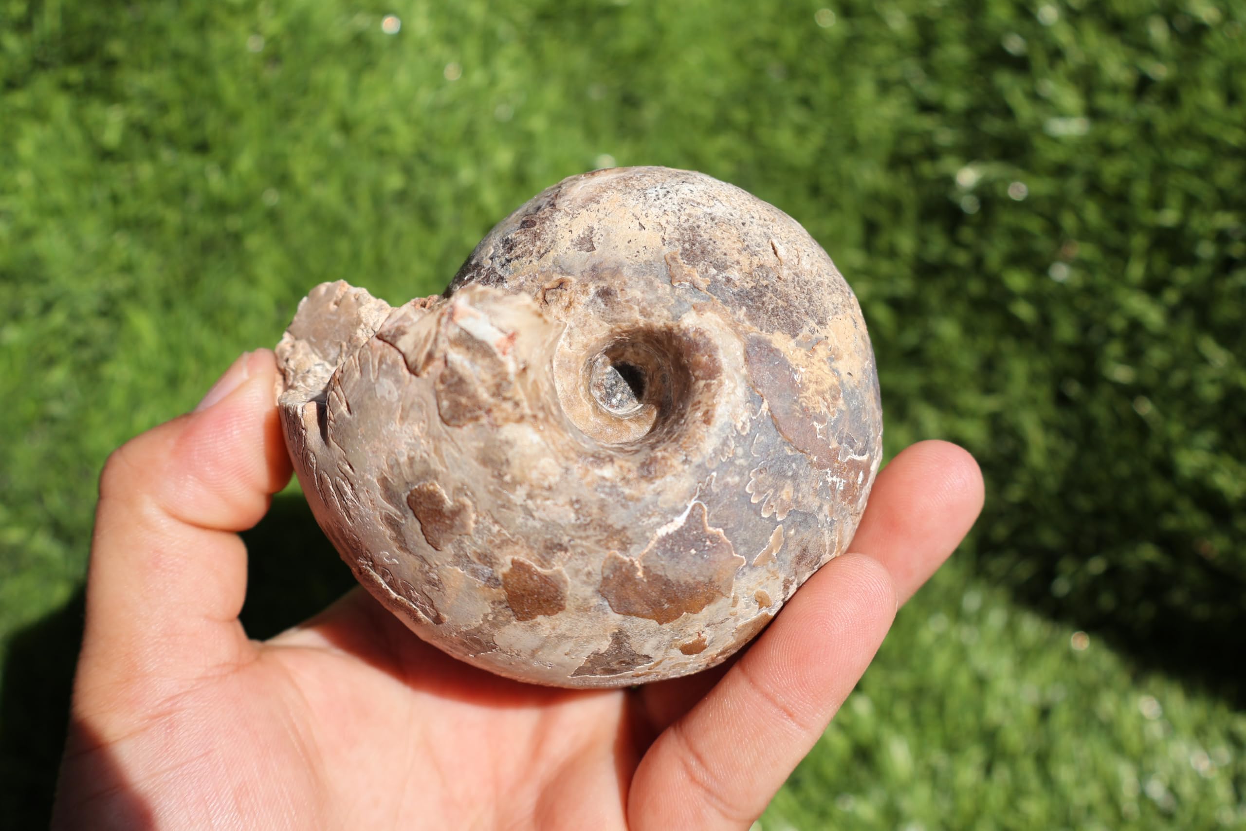 Ammonite Fagesia Ammonite Fossil Rare Ammonite Fossil Natural Fossil from Morocco A44