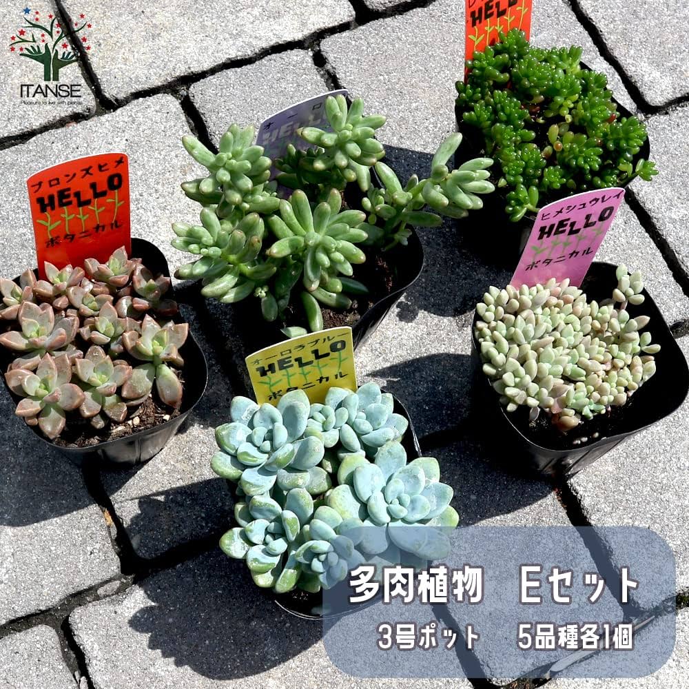 新品　交配種　多肉植物　セット　21つ Amazon.co.jp: 多肉植物 3号ポット苗 Eセット 5品種各1個 合計5