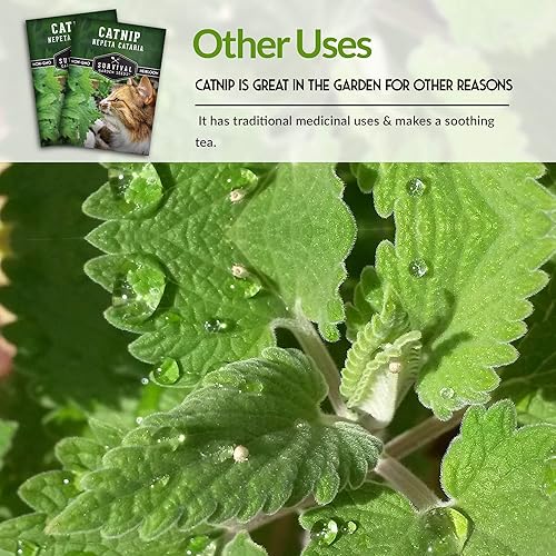 Miniatura 6 de Semillas de hierba gatera para plantar, 5 paquetes con instrucciones para plantar y cultivar hierbas para tu gato en interiores o exteriores en tu