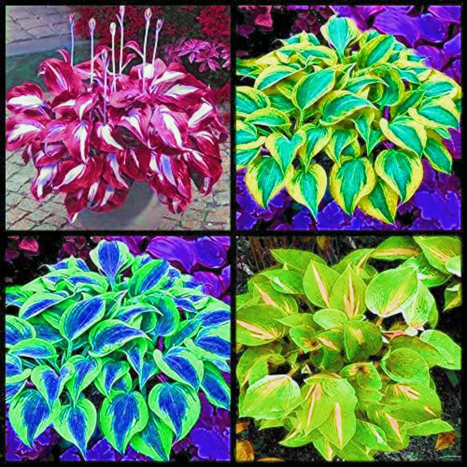 Hosta Plants for Sale, Hardy Perennial, Bulbs Mix, Ornamental Flowers, Hosta Bulbs Live, Easy Plant, Wedding Flowers, 6bulbs-k