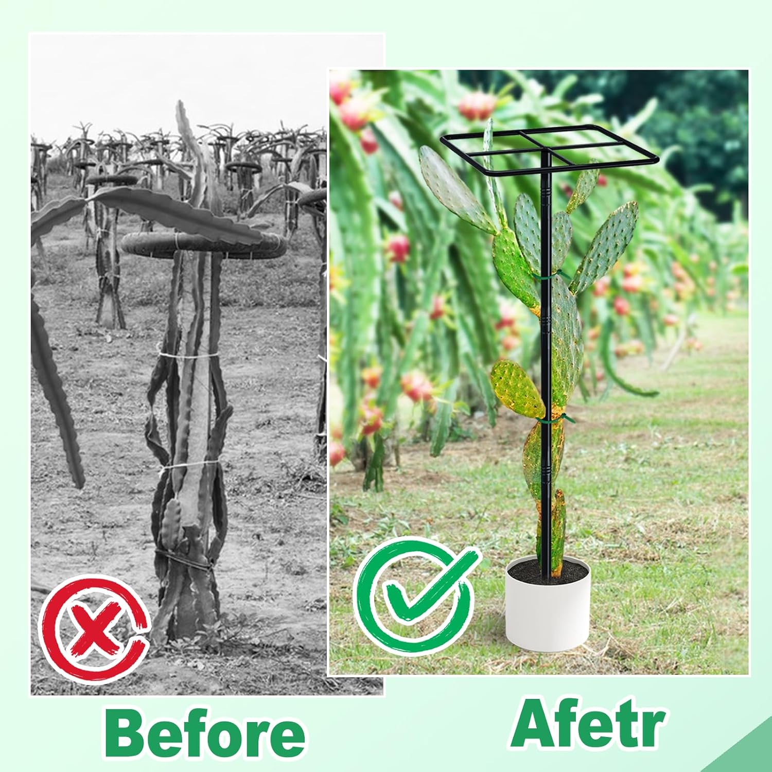 63'' Metal Dragon Fruit Trellis, Adjust Durable Dragon Fruit Stand Support Tower Plant Cage for Gardening Climbing Plants Trees Cactus Roses Vines Outdoor Indoor, 2 Pcs