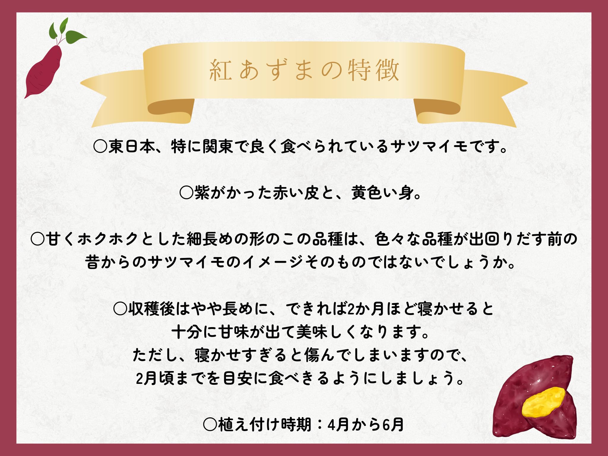 紅まさり切り苗　　５００本 ITANSE さつまいも切苗 品種：紅はるか(ベニハルカ) 予約商品