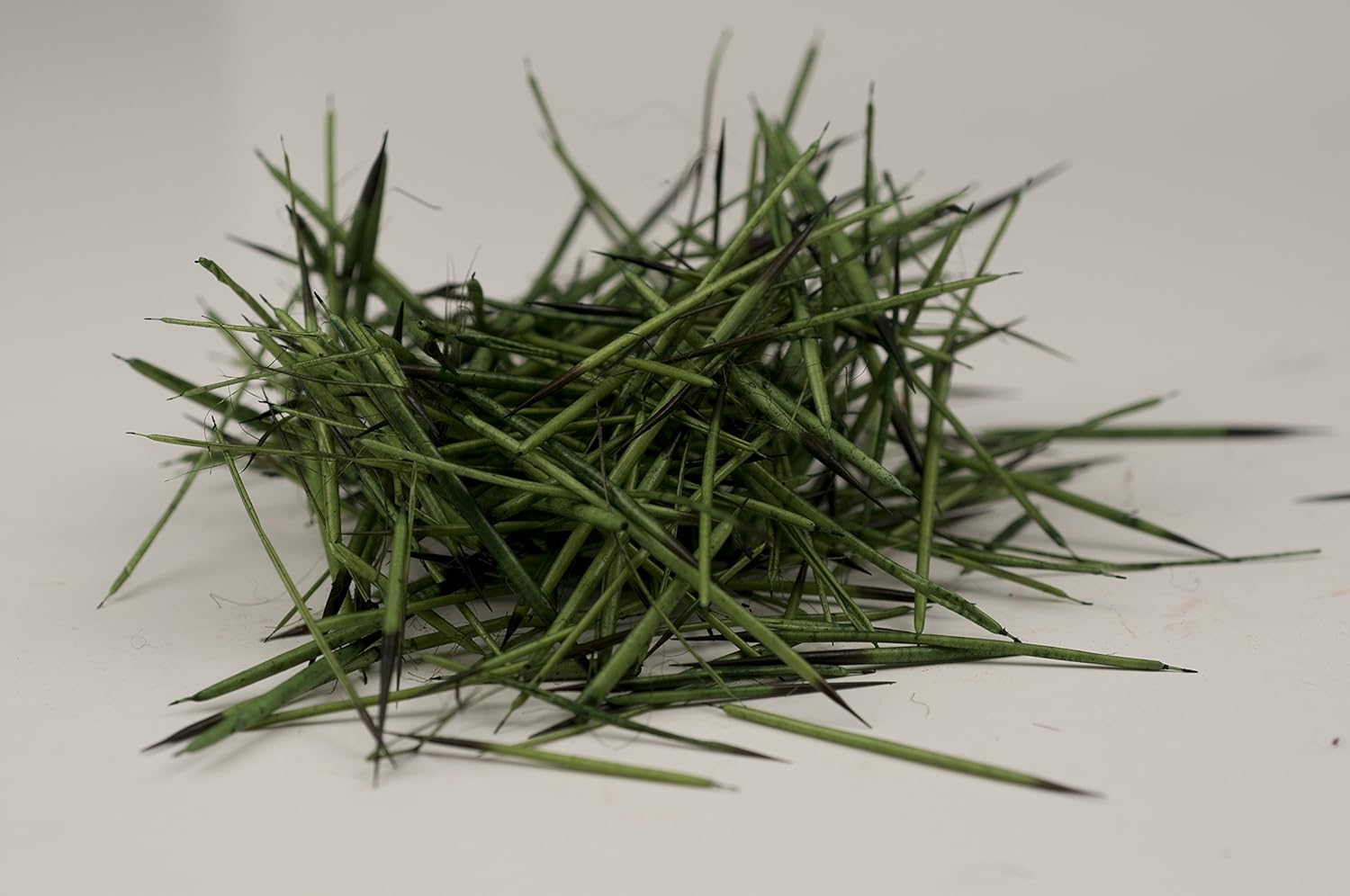 Porcupine Quills - Green - 1 oz