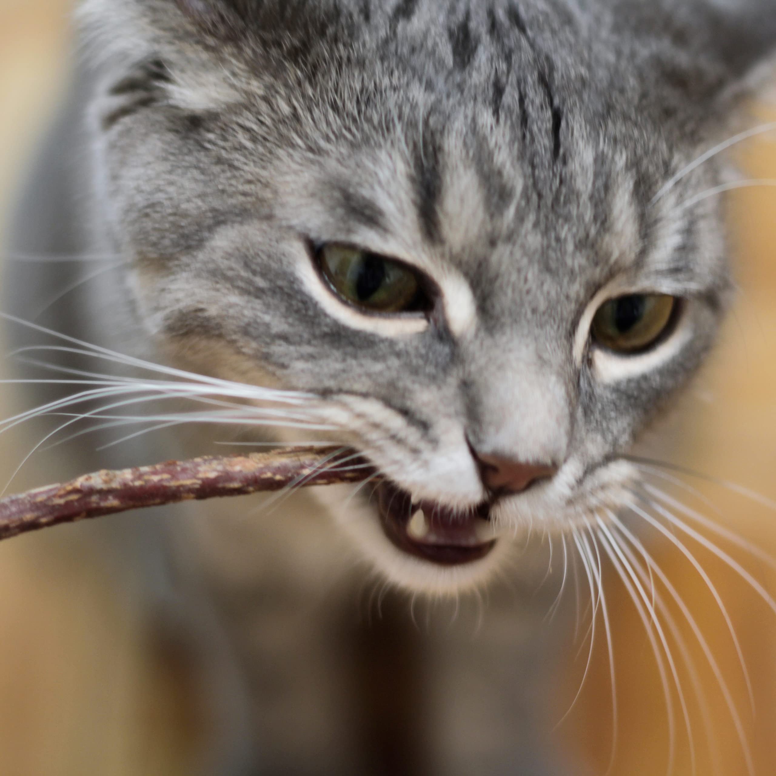 PRETTY KITTY 5 bâtons de Matatabi à mâchonner – Jouet à la Menthe à Chat pour Une Dentition féline Saine et Contre la Mauvaise haleine – Set de tiges de Liane à Chat