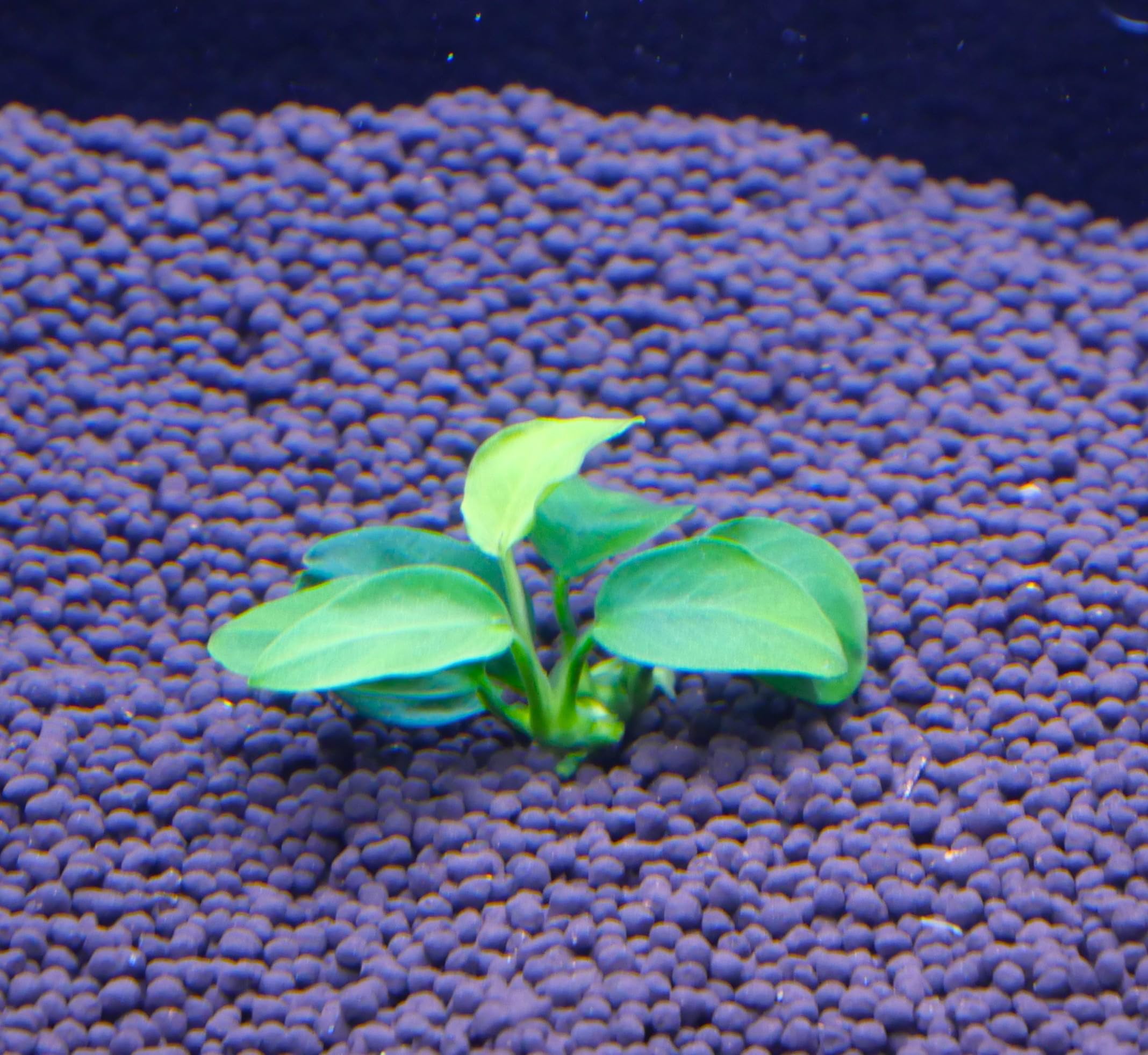 Amazon | アヌビアスナナプチ 3株 水草 水上葉 陰性水草 | ノー