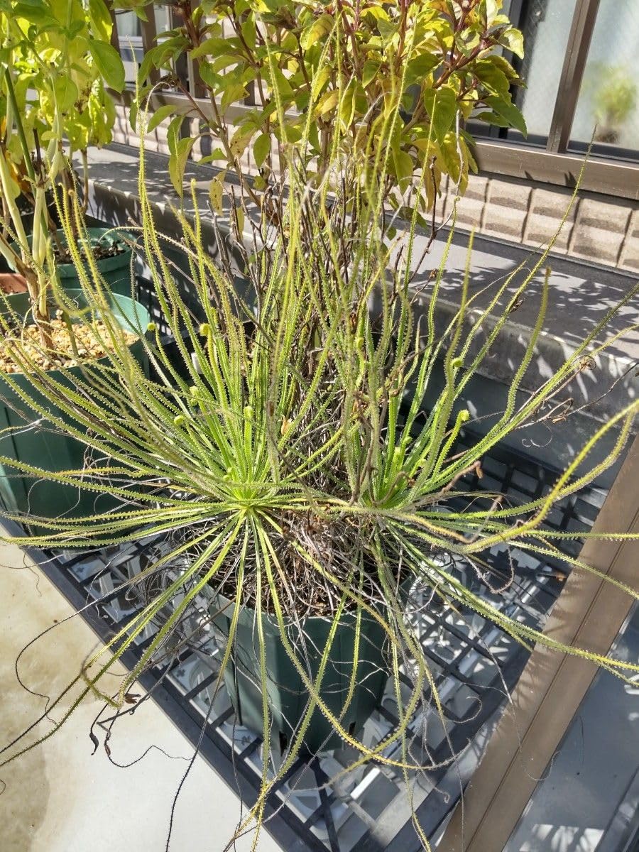 Amazon｜ドロソフィルム ルシタニクム 7.5cmスリット植え 2株｜観葉