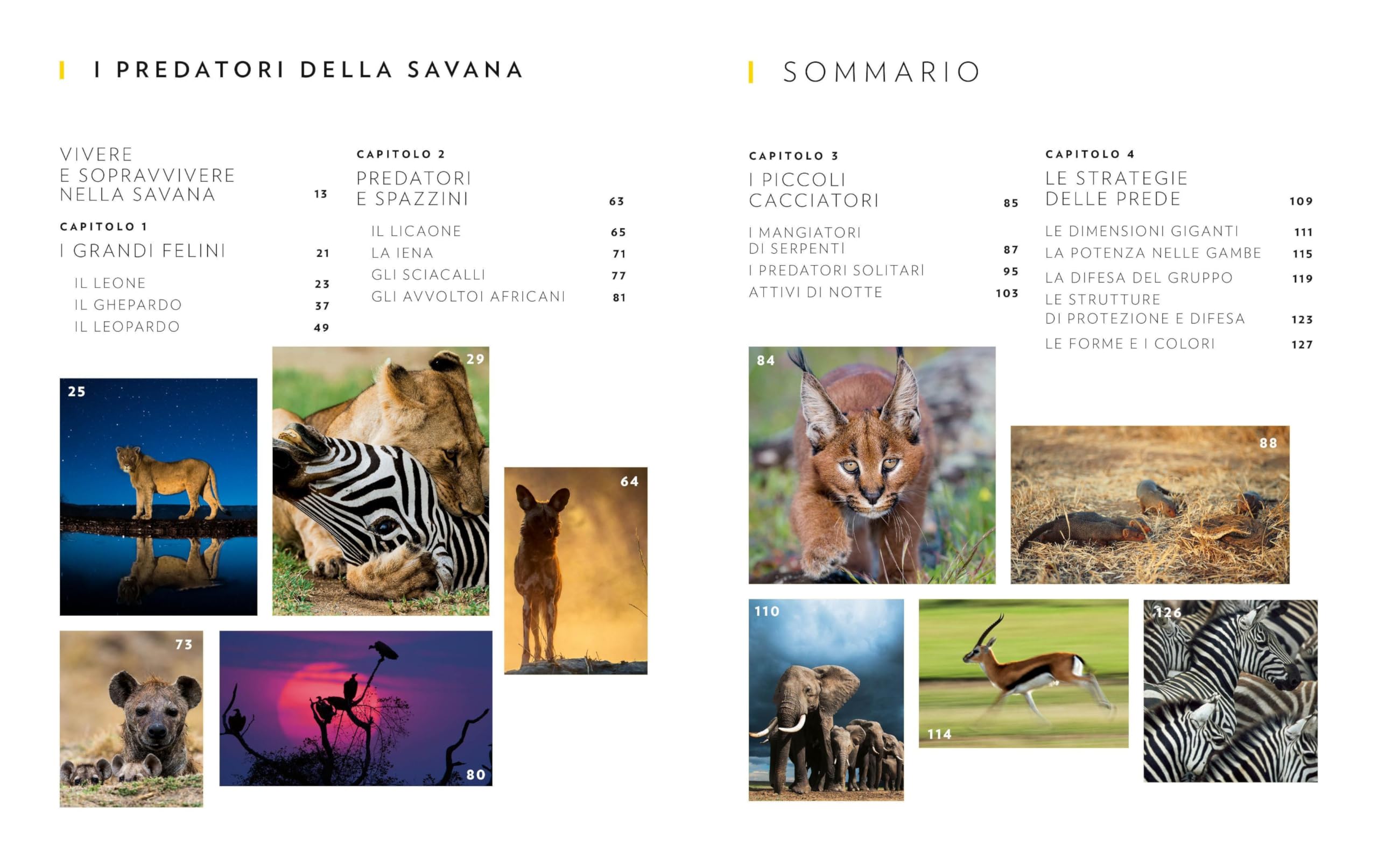 Animali della savana. Il pianeta vivente