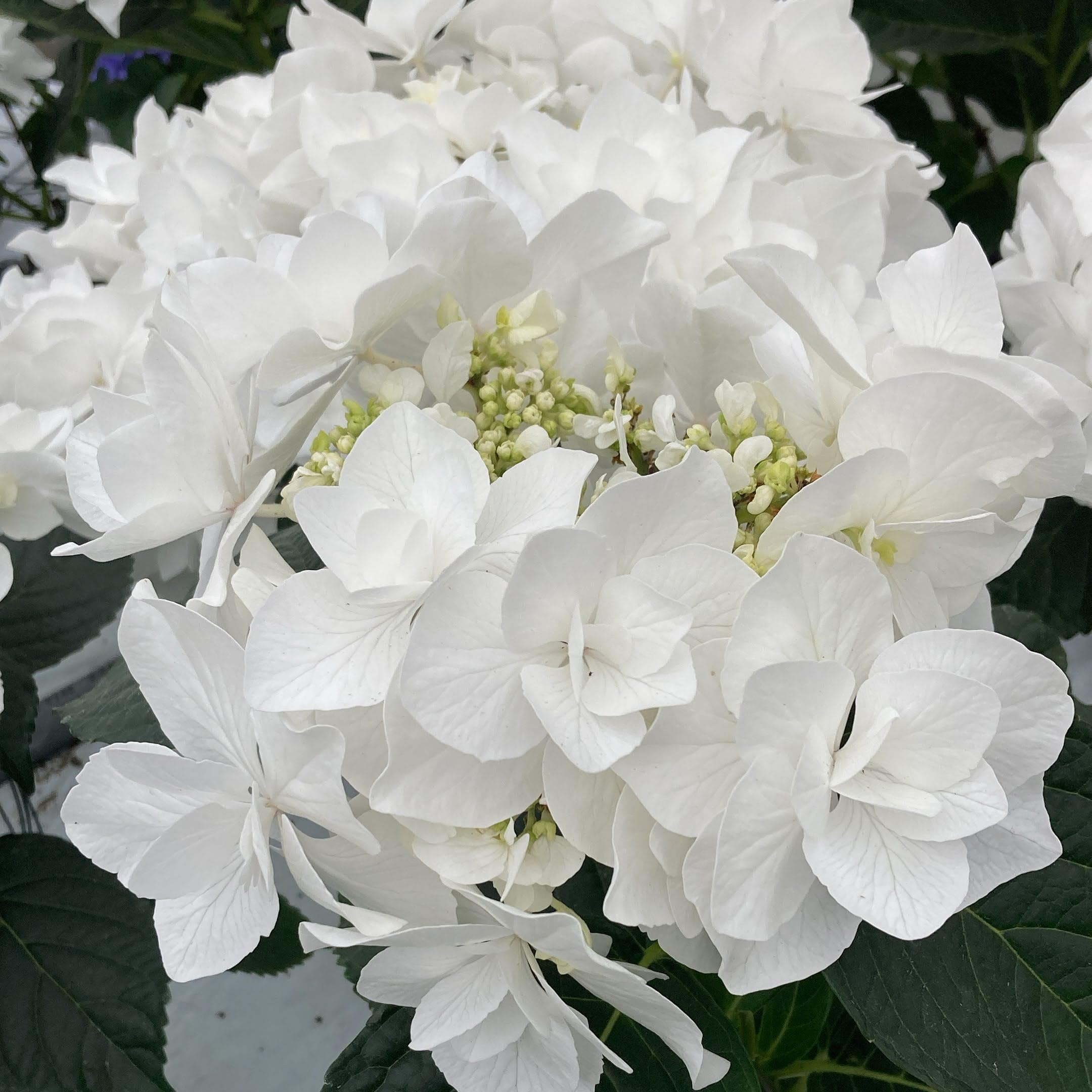 Amazon.co.jp: Elesno, Sakamoto Gardening, Tatsujin Hydrangea