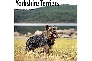 Lhasa Apso Calendar 2022