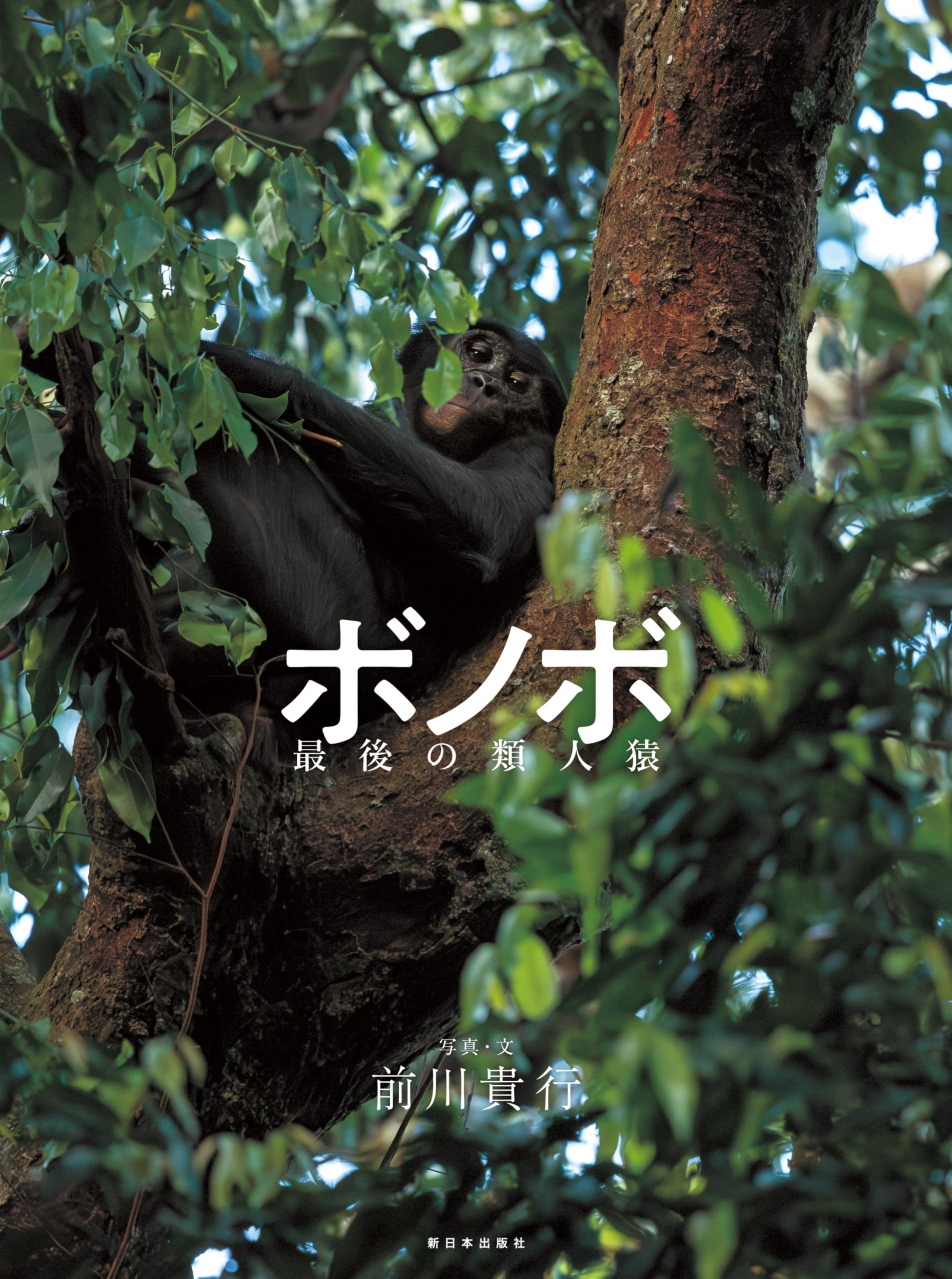テンペスト DVD 特別DISC付き（非売品） 仲間由紀恵 テンペスト DVD 特別DISC付き（非売品） 仲間由紀恵 【公式通販】