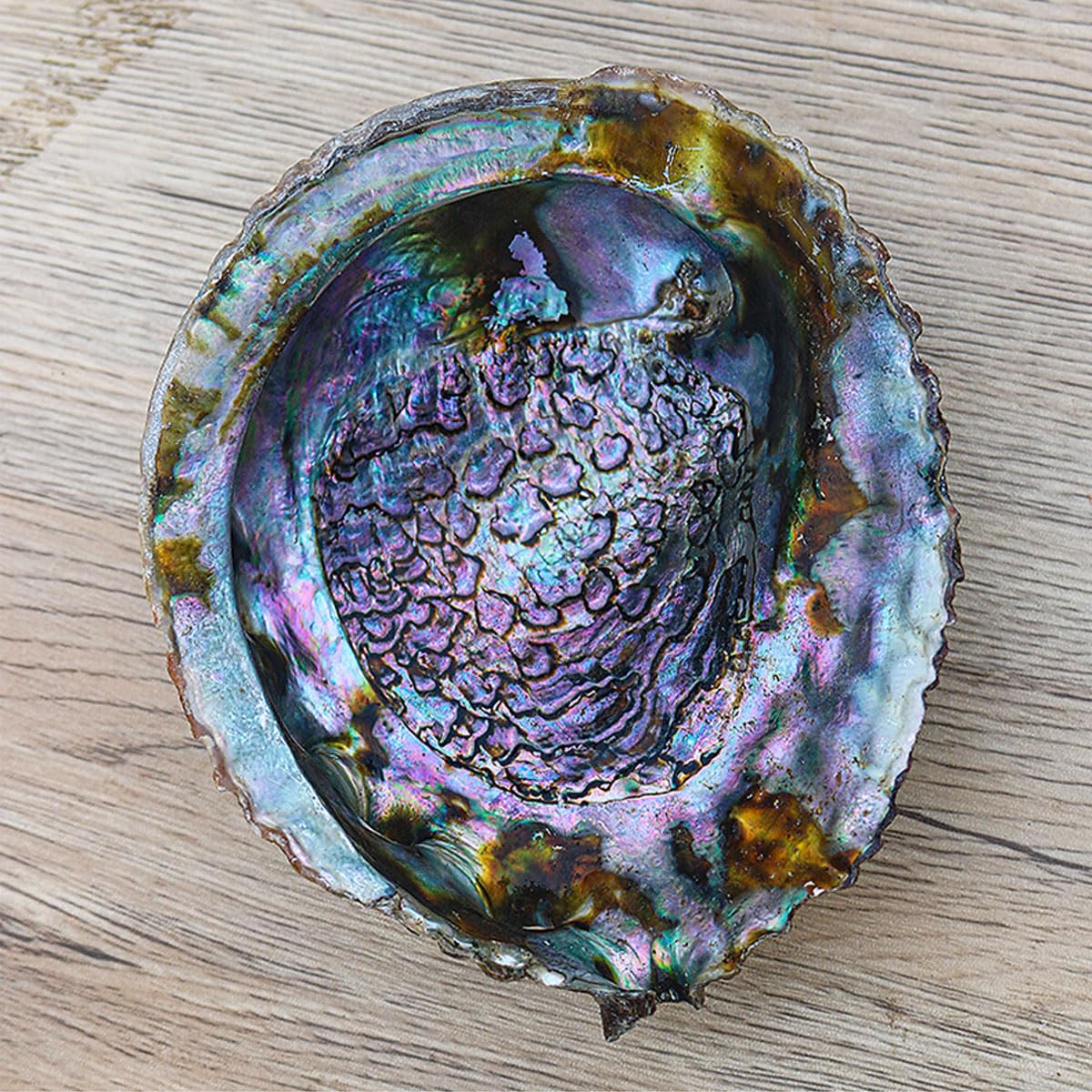 Conchiglia Naturale, Conchiglie Grandi Naturali di Abalone 13-16 cm for Decorazioni for Matrimoni, Feste a Tema Spiaggia, Decorazioni for la casa(13~14cm)