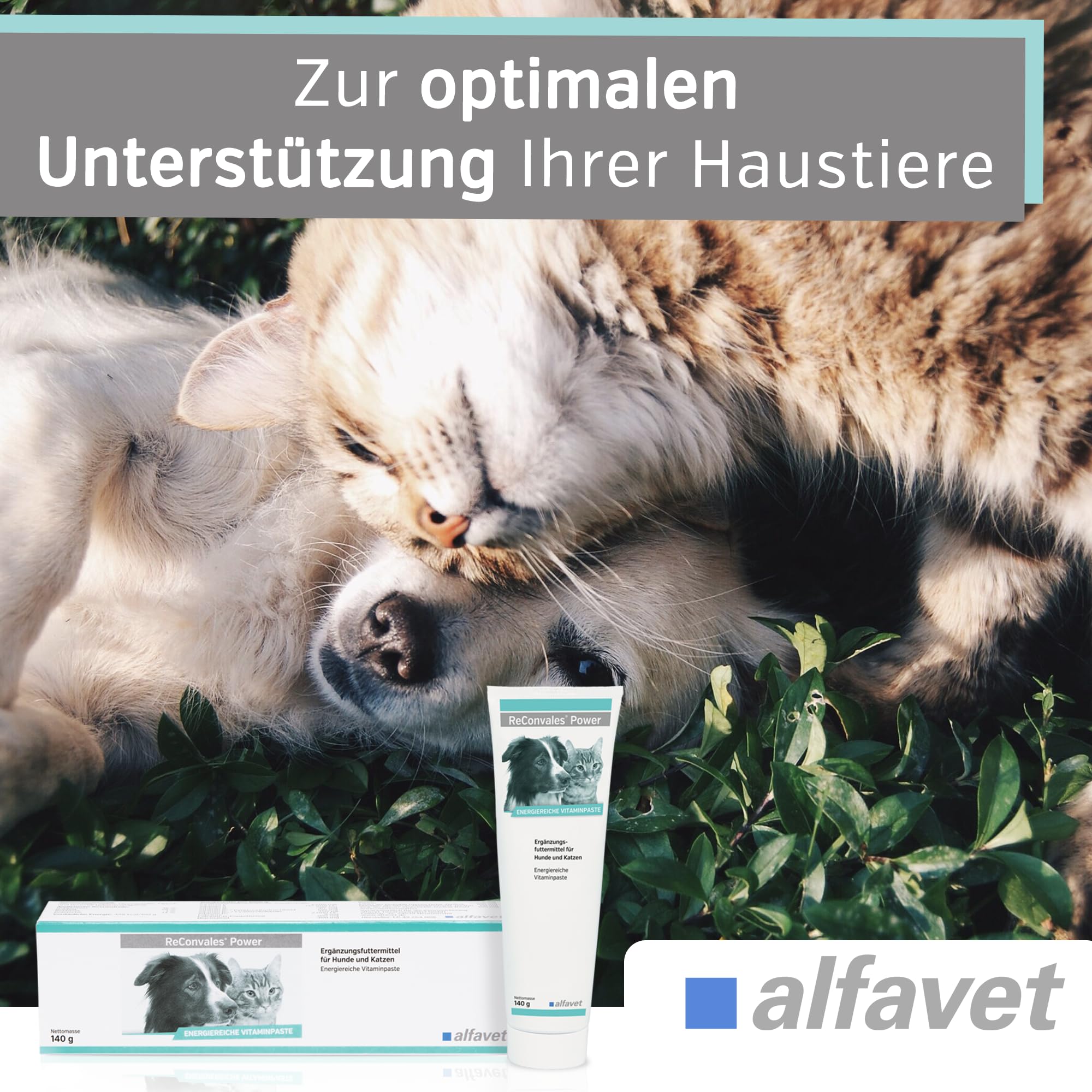 Alfavet ReConvales Power (140 g) – Mangime complementare ad alta energia per cani e gatti – pasta nutrizionale con vitamine, minerali e taurina