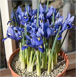 Oliwier's Bulbs 10x Iris Reticulata Harmony Bulbs Dwarf Miniature Blue Flowers Ideal for Rockeries Pots Borders Hardy Early Spring Garden Perennial