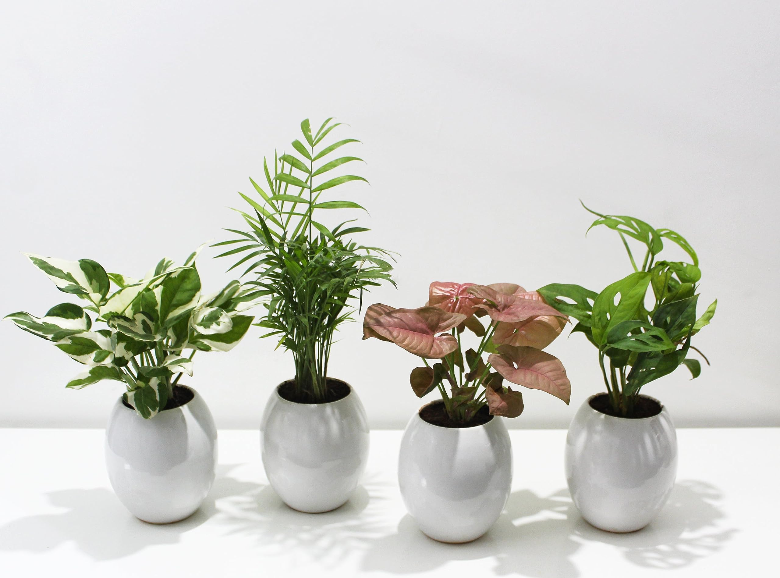 4 Plant Combo - Money Plant, Palm & More -2