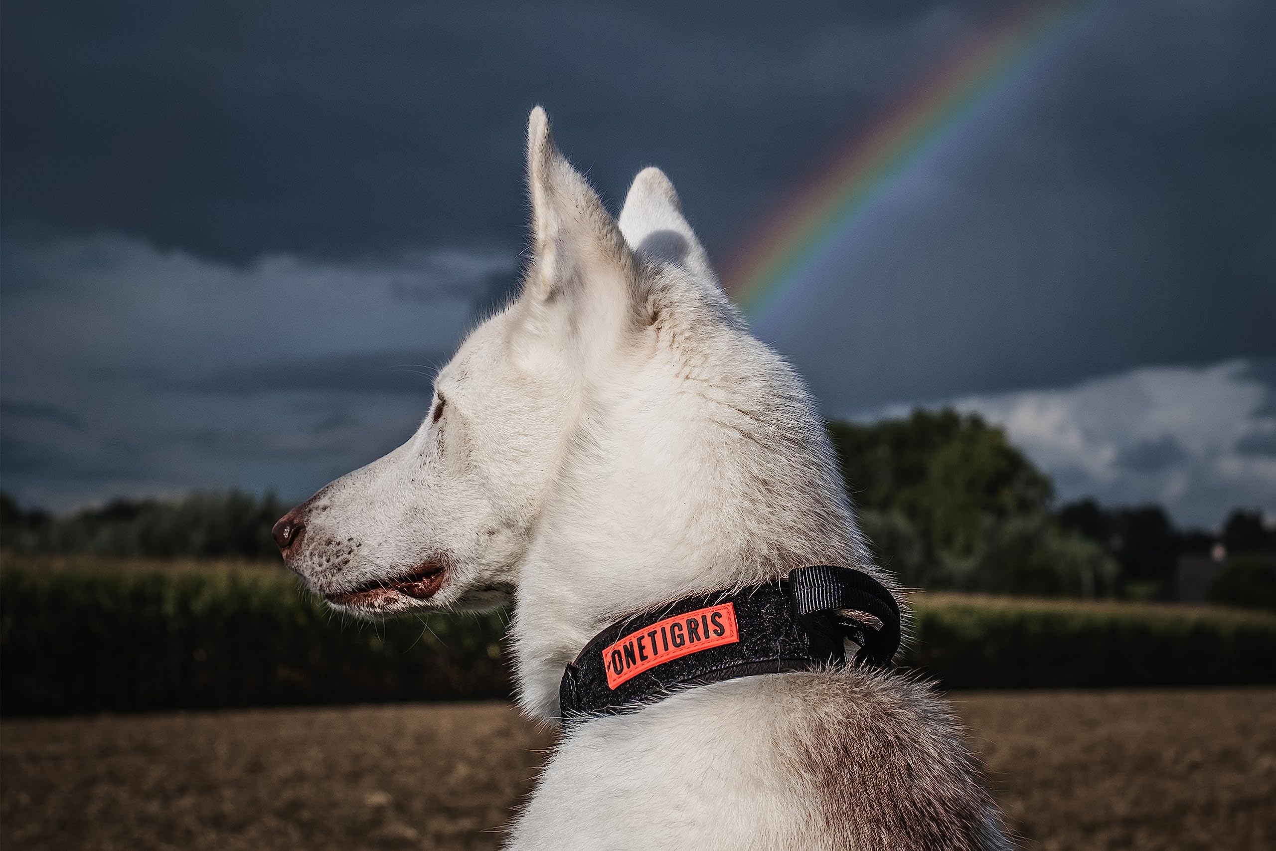 OneTigris Hunde Halsband mit Metallschnalle für Hunde (Schwarz, L)