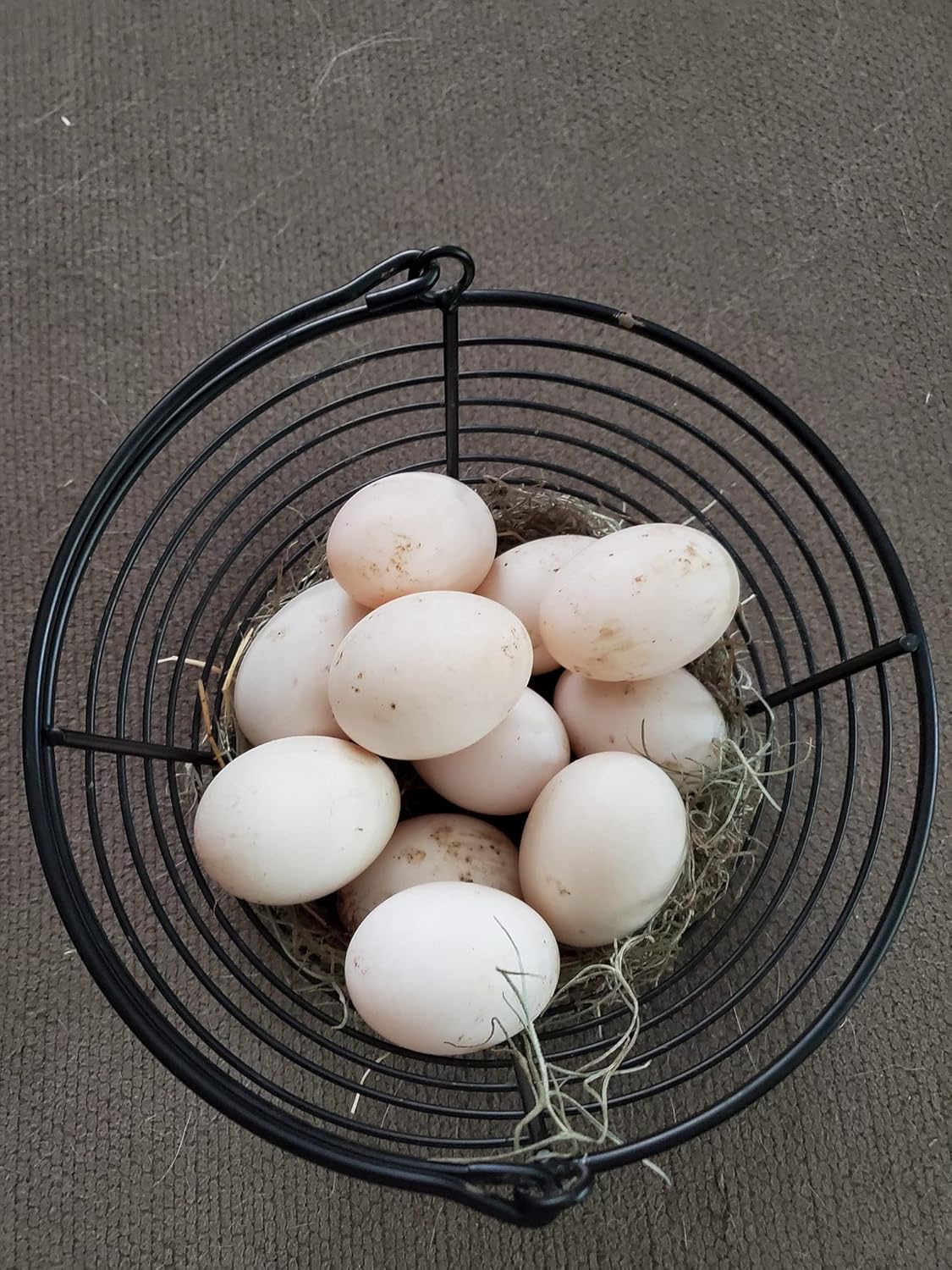 Fertile Duck Eggs for Hatching or Eating (6) Pet Supplies