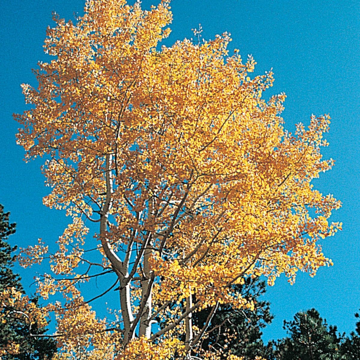 SPRING HILL NURSERIES - Quaking Aspen Poplar Dormant Bare Root Starter Shade Tree - Due to restrictions Can't Ship to CT, MT, or NJ