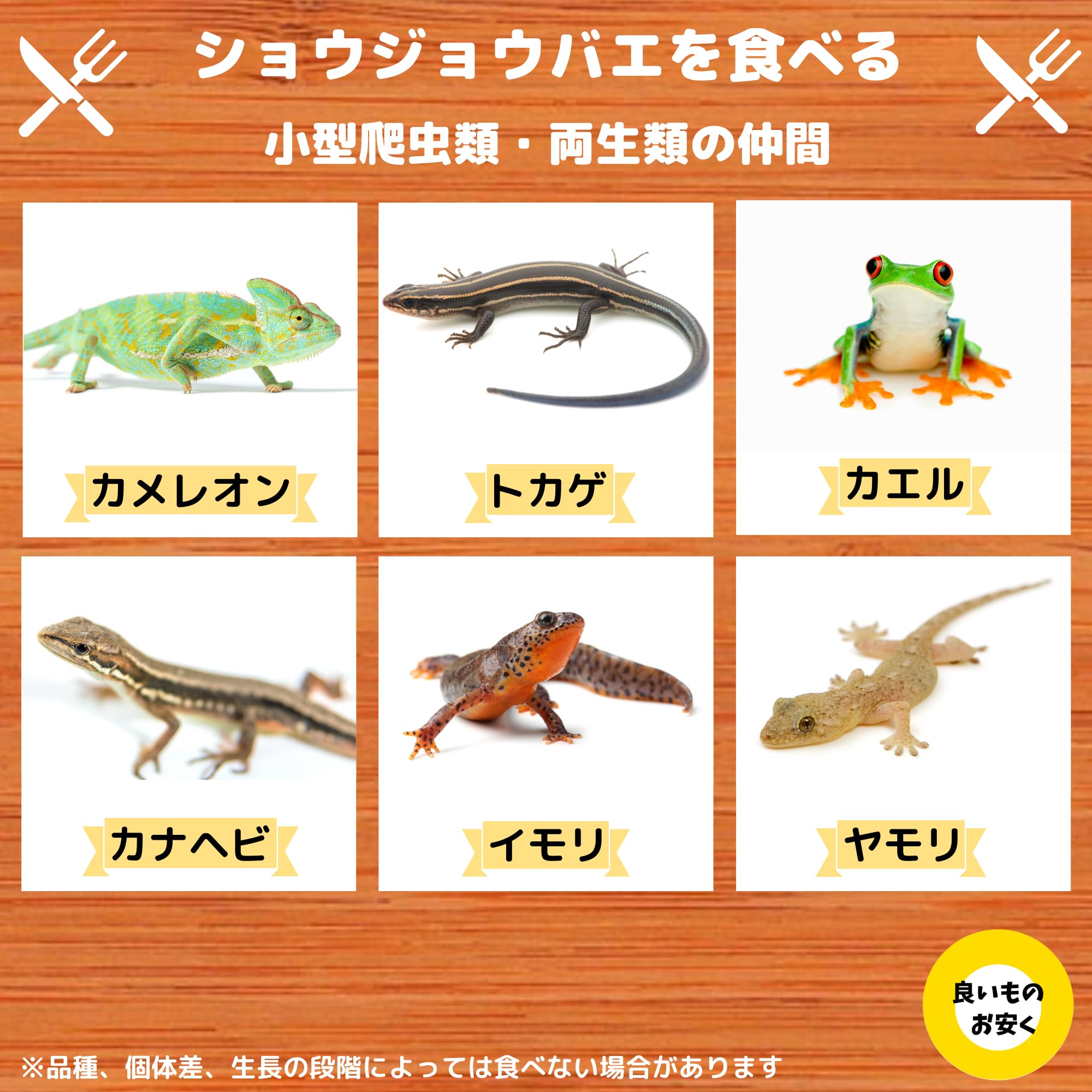 Amazon | キイロショウジョウバエ 150匹 （100匹+死着保障分50匹