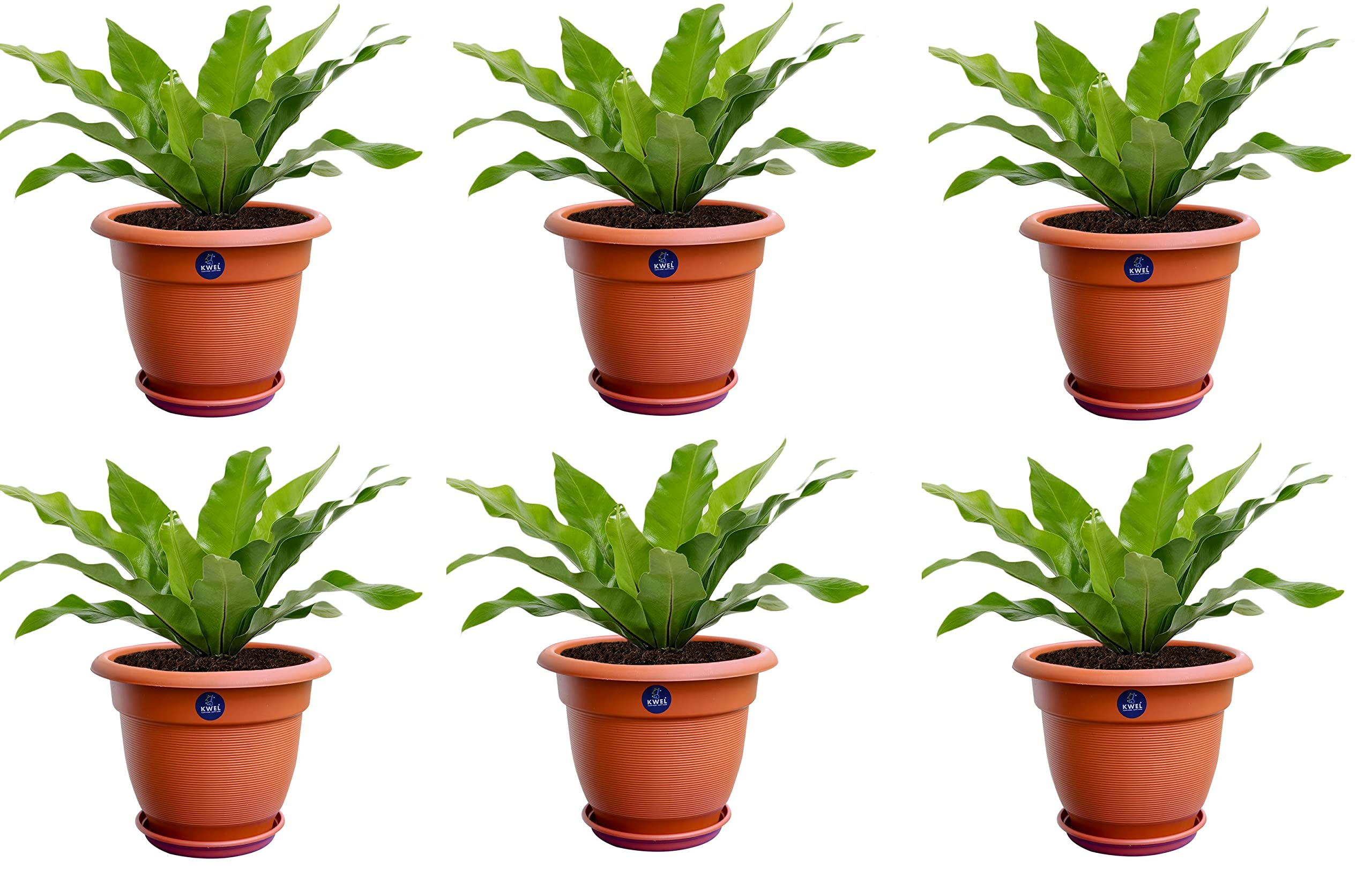 KWEL Round Elegance Pots for Plants with Outer Tray for Balcony - Brown Size 10 Inch - Pack of 6 (B09PBXVZXM) Amazon Price History, Amazon Price Tracker