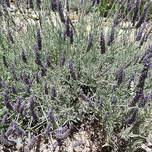 Miniatura 5 de 2 plantas de lavanda vivas, plantas aromáticas de hierbas con flores de lavanda, 4-8 pulgadas de alto totalmente enraizadas, lavandas para jardines,