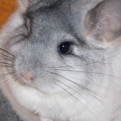 Chinchilla Wallpaper Hd Wallpapers Of Chinchillas Amazon Com Appstore For Android