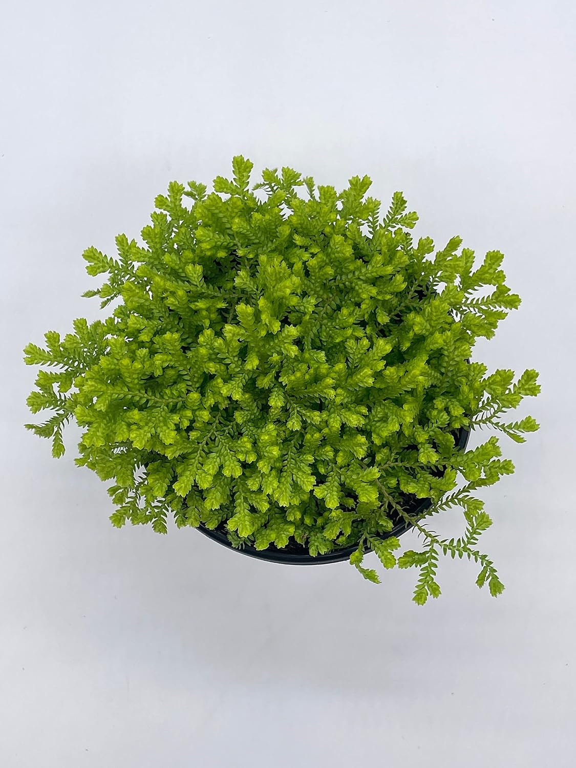 BubbleBlooms Garden Selaginella in a 4 inch Pot Gold Club Moss, Golden kraussiana