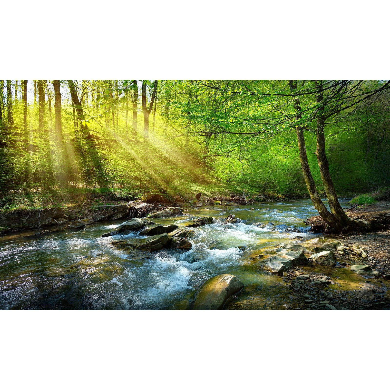 Forest Aquarium Background Flowing Stream Sunbeams Fish Tank Background Lush Green Trees Fantastic Natural View Reptile Tank Backgrounds Deep Rainforest Jungle Reptile Enclosure Backgrounds 48x20in