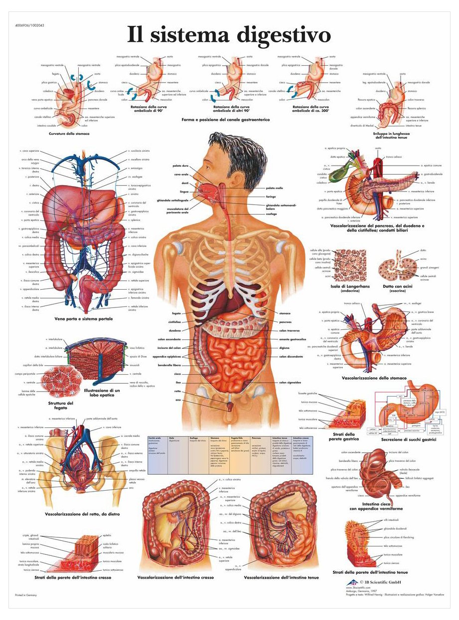3B Scientific – Laminated Plantar Reflexology Chart – UV & Dust-Protected Poster for Study, Teaching & Clinics
