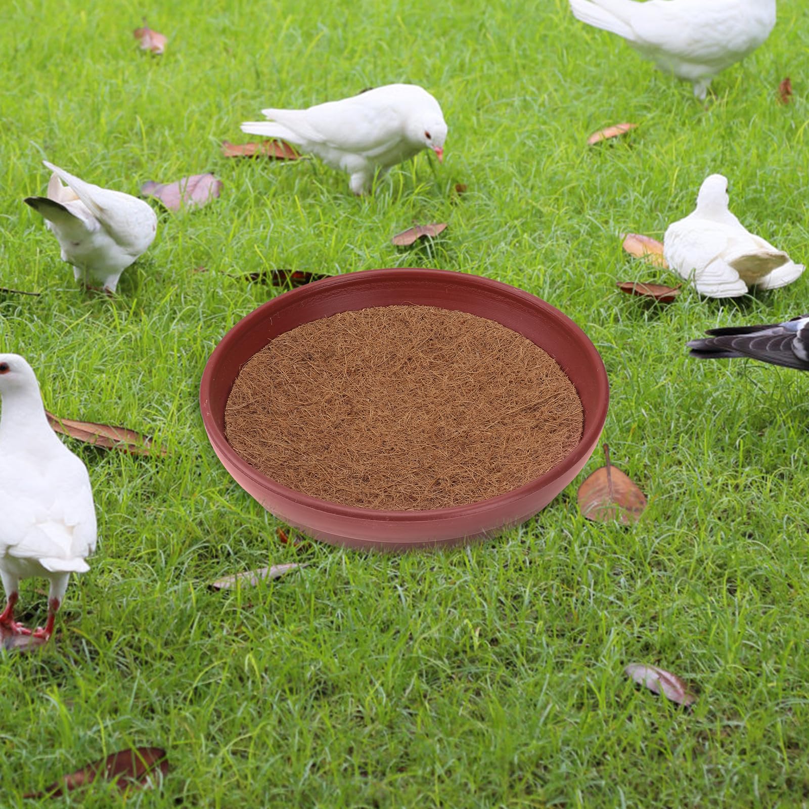 LALAFINA Lot de 6 Accessoires pour Pigeons Voyageurs Comprenant Nids Confortables, Pots à Œufs Imitation Terre Cuite et Tapis en Palmier pour Élevage Domestique