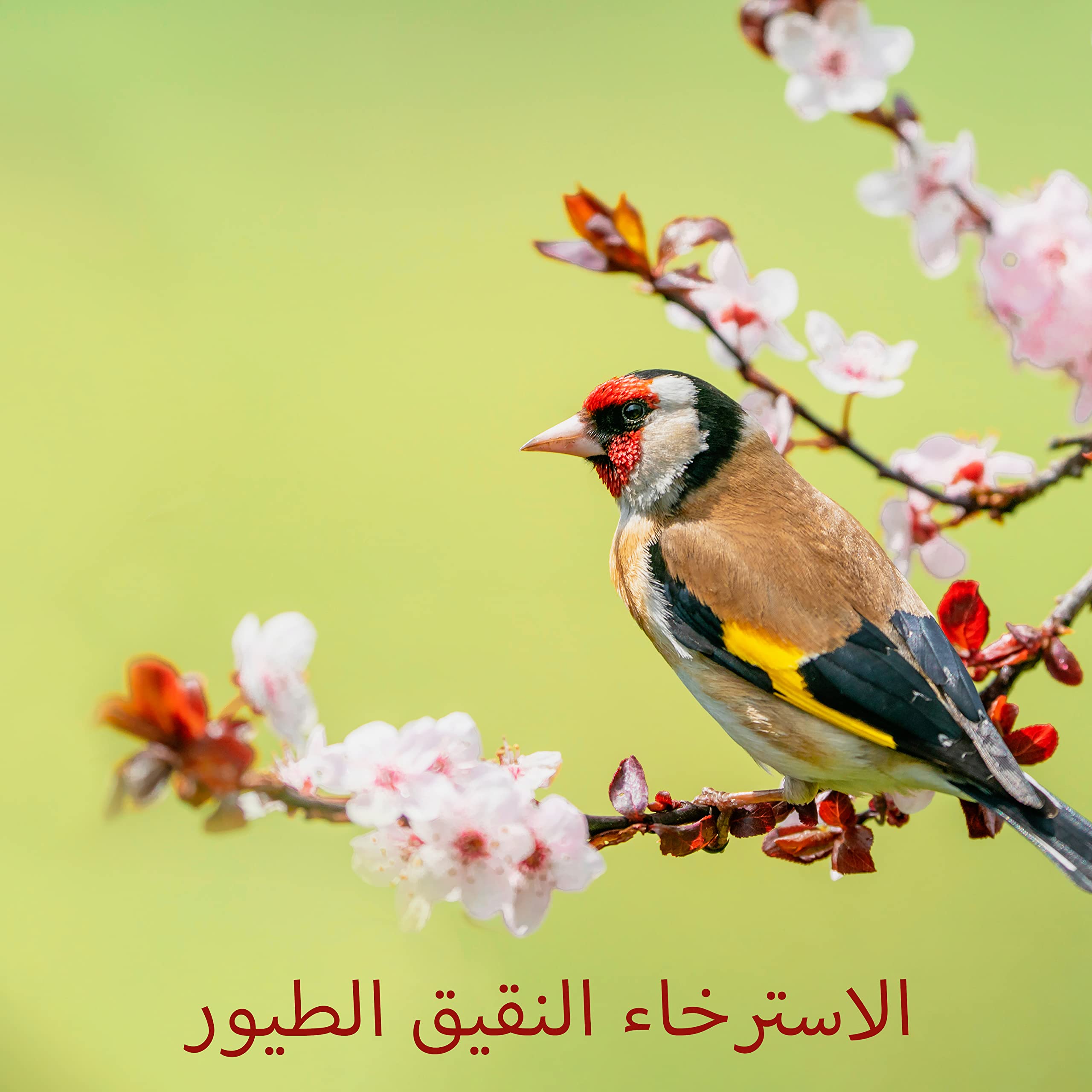 مهدئا الطبيعة الأم