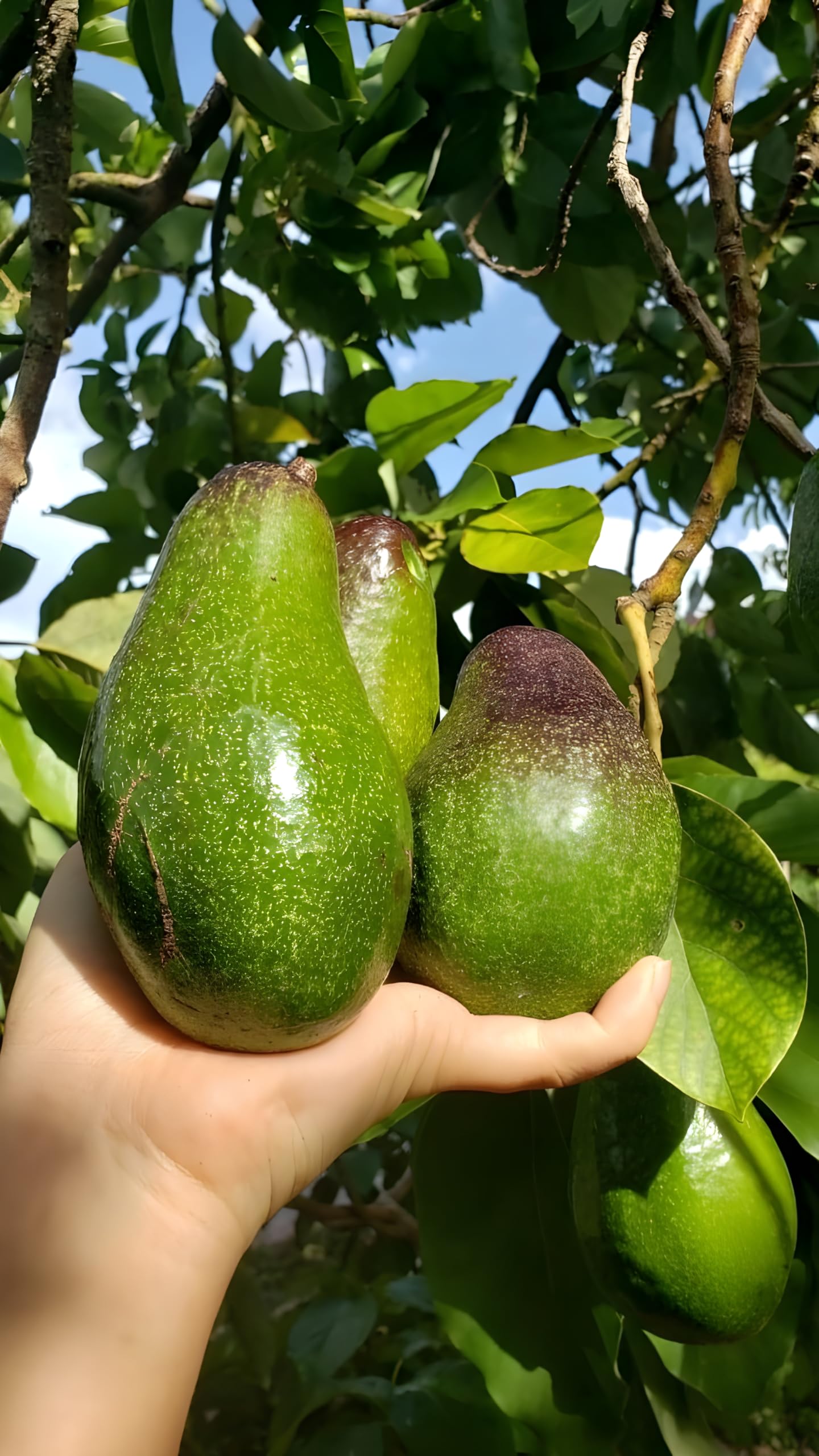 See full amazon price history chart for Greentower Avocado Rare Variety Seedling Plant, Healthy Imported Hybrid, Live Plant Greentower Avocado Rare Variety Seedling Plant, Healthy Imported Hybrid, Live Plant (B0DDJQQQK8) Amazon Price History, Amazon Price Tracker