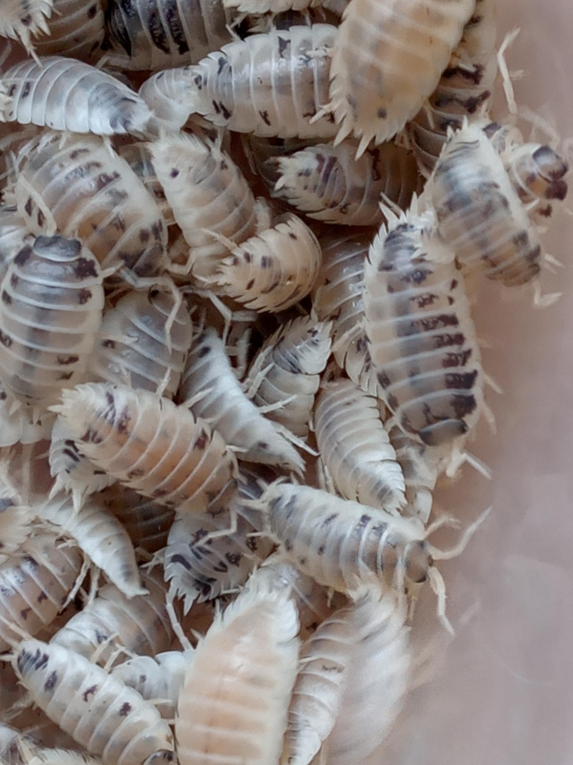 Live Porcellio L. Dairy Cow Isopods – Dairy Cow Woodlice for Bioactive Terrariums or Clean-Up Crews - Large (15)