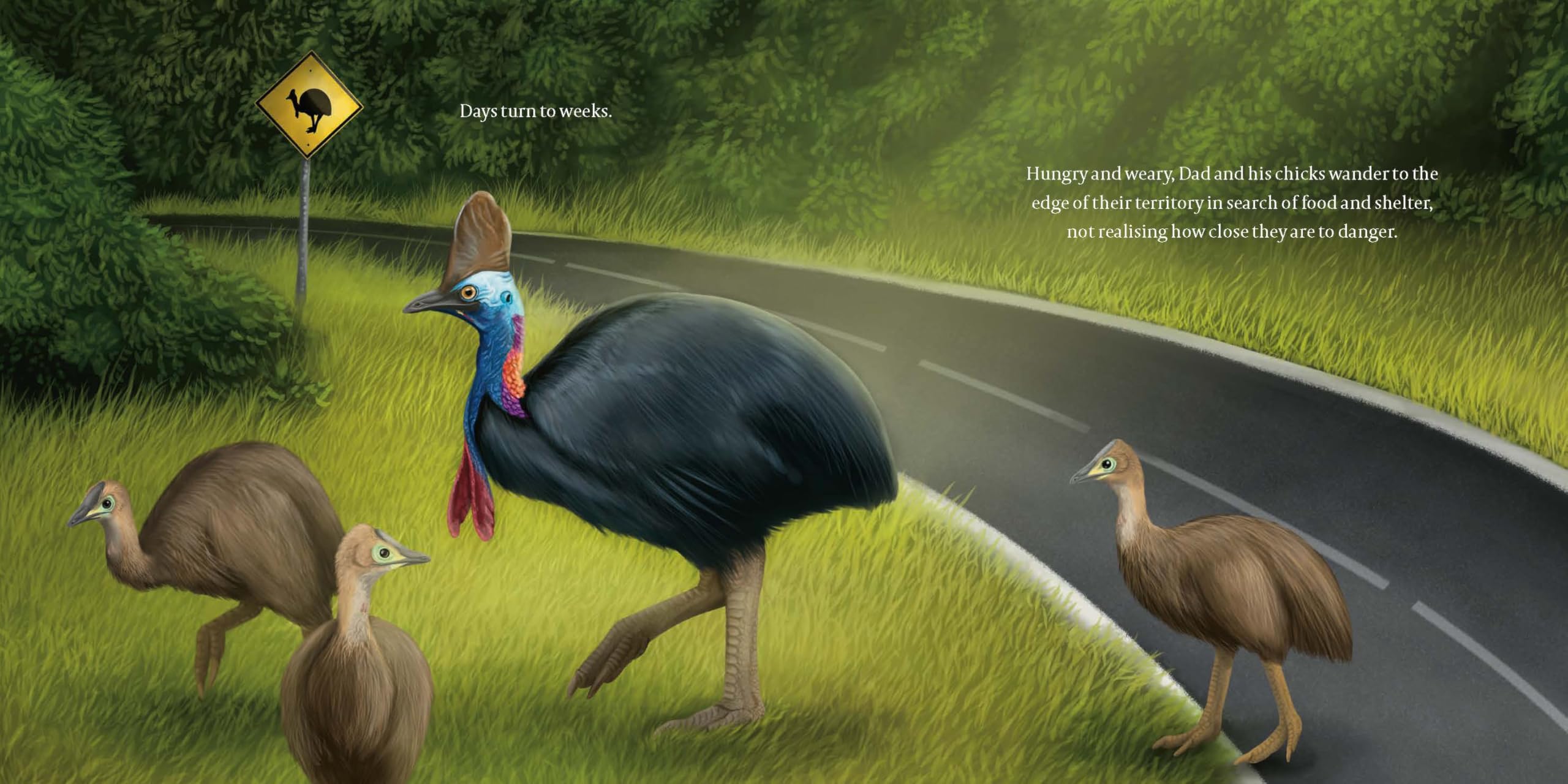 Cassowary Dad