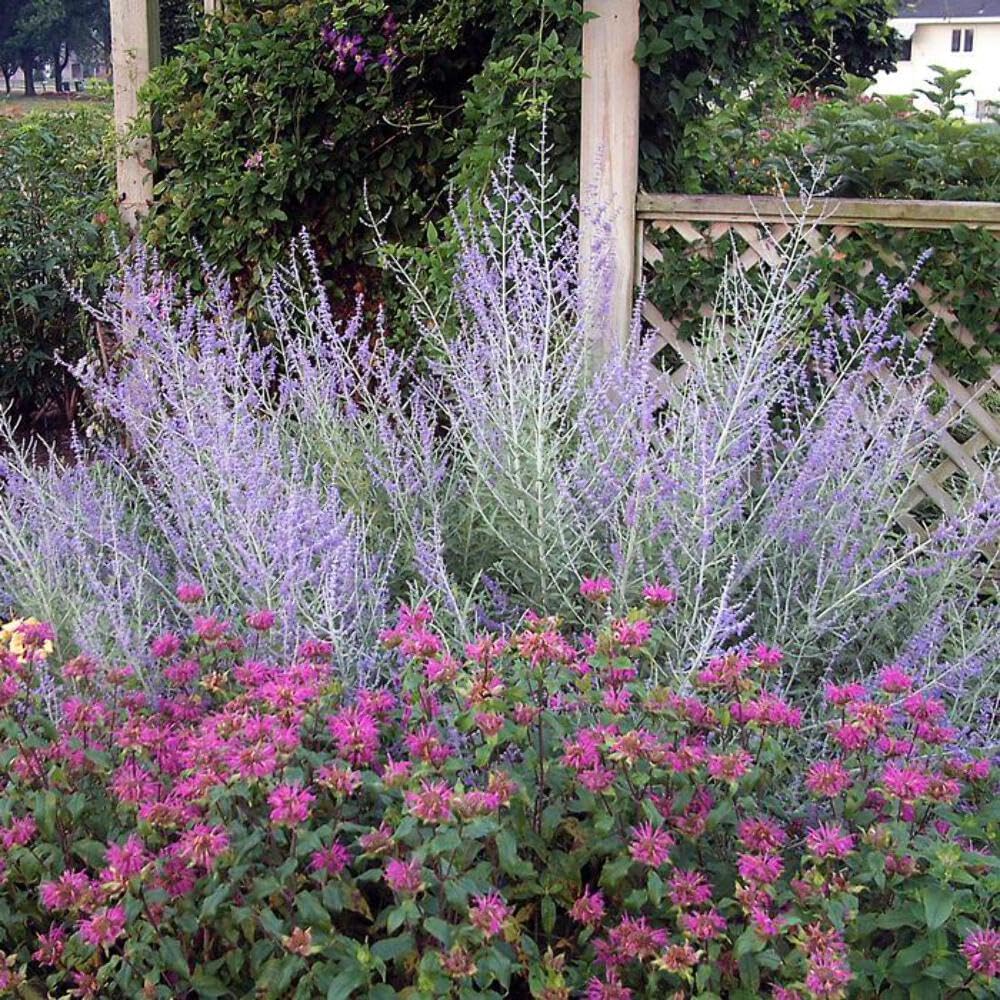 Perennial Farm Marketplace Perovskia atriplicifolia (Russian Sage) Live Perennial, Size-Quart, Summer Blooming Blue-Violet Spikes, Heat Tolerant, Aromatic Stems, Zones 5-9