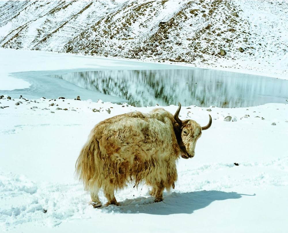 チョ・オユー 石川 直樹 チョ・オユー 石川 直樹 チョ・オユー / 石川直樹 Naoki