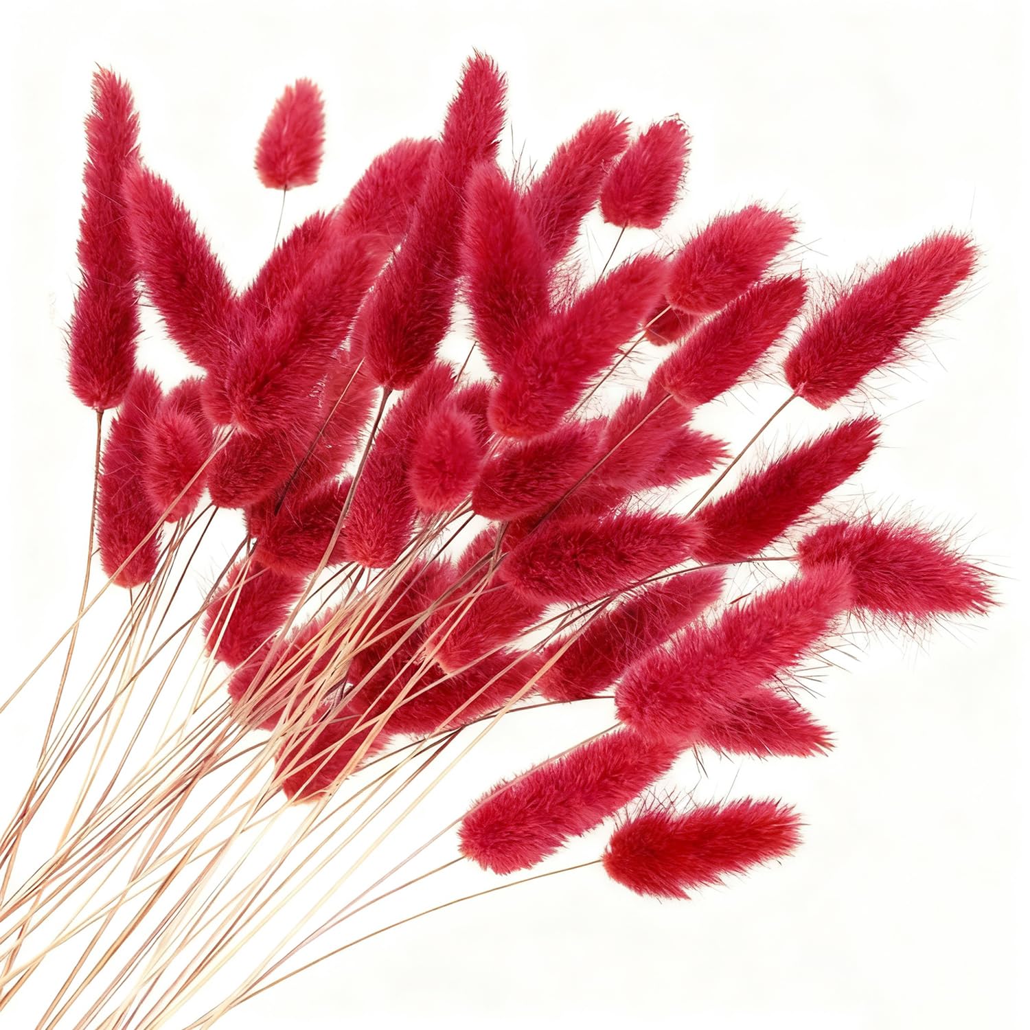 Dried Bunny Tails Flowers, Pampas Grass Boho Bouquet Dried Bunny Tails Dry Flowers for Vasefor for Your Home, Bedroom, and Living Room Decor (Red)